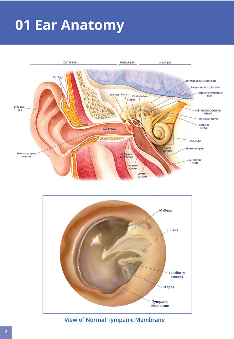 ear and nose anatomy