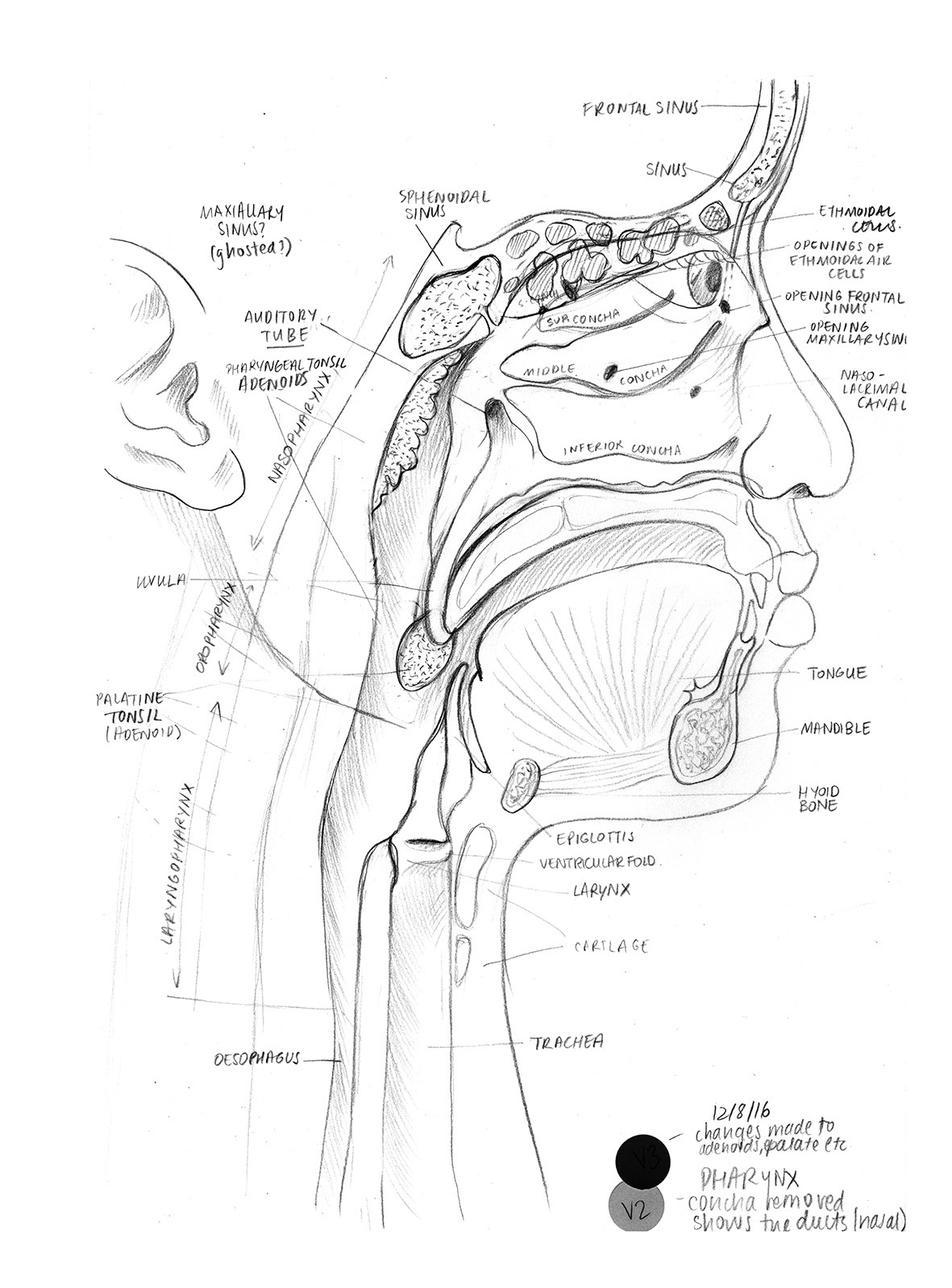 57 Popular Ear nose throat drawing sketch 