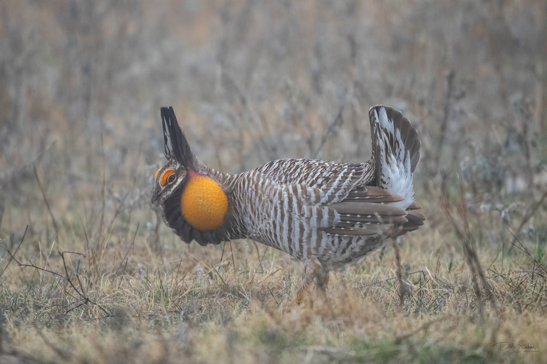 Dale Stephens - Spring Prairie Chickens 2020