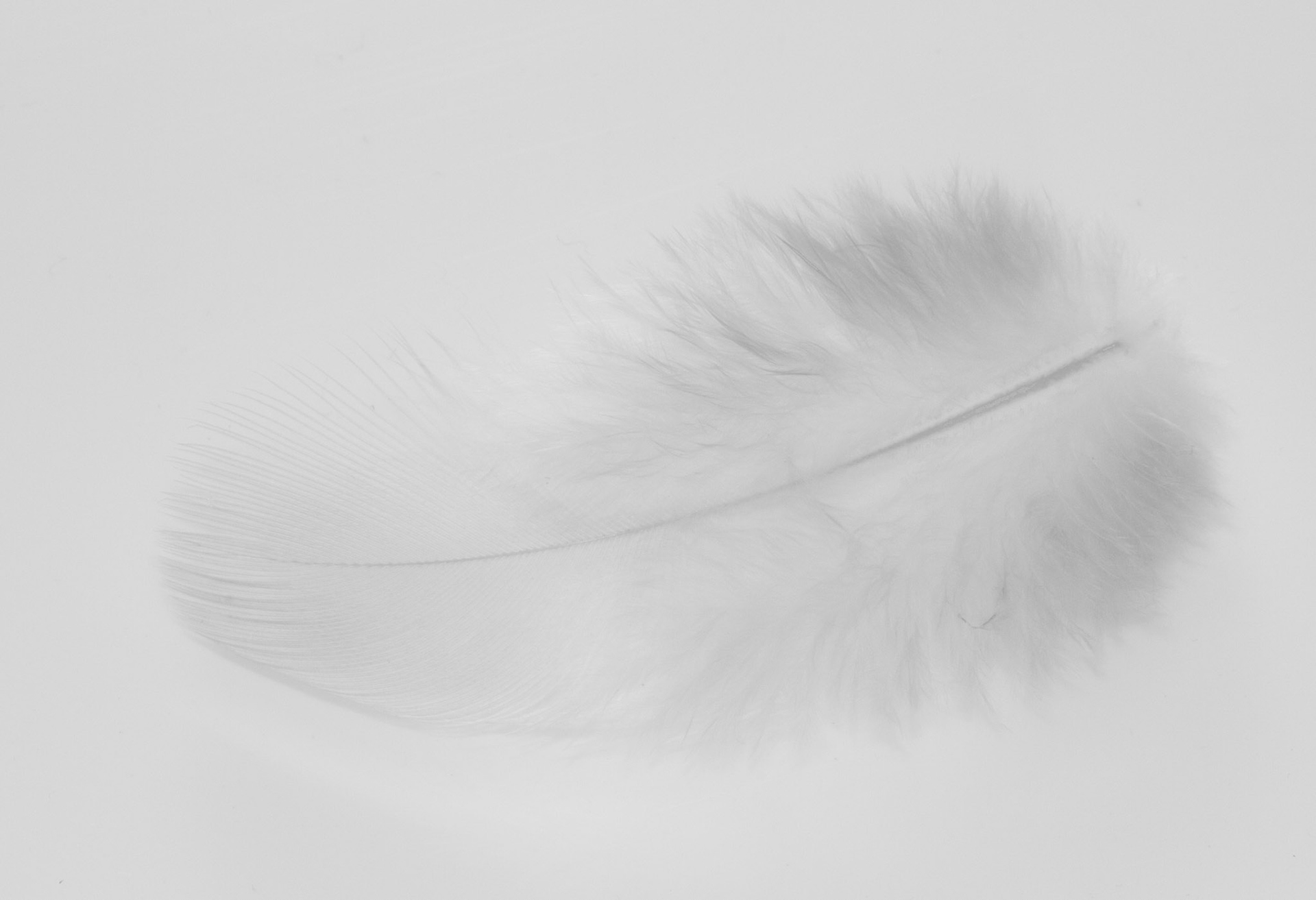Delicate