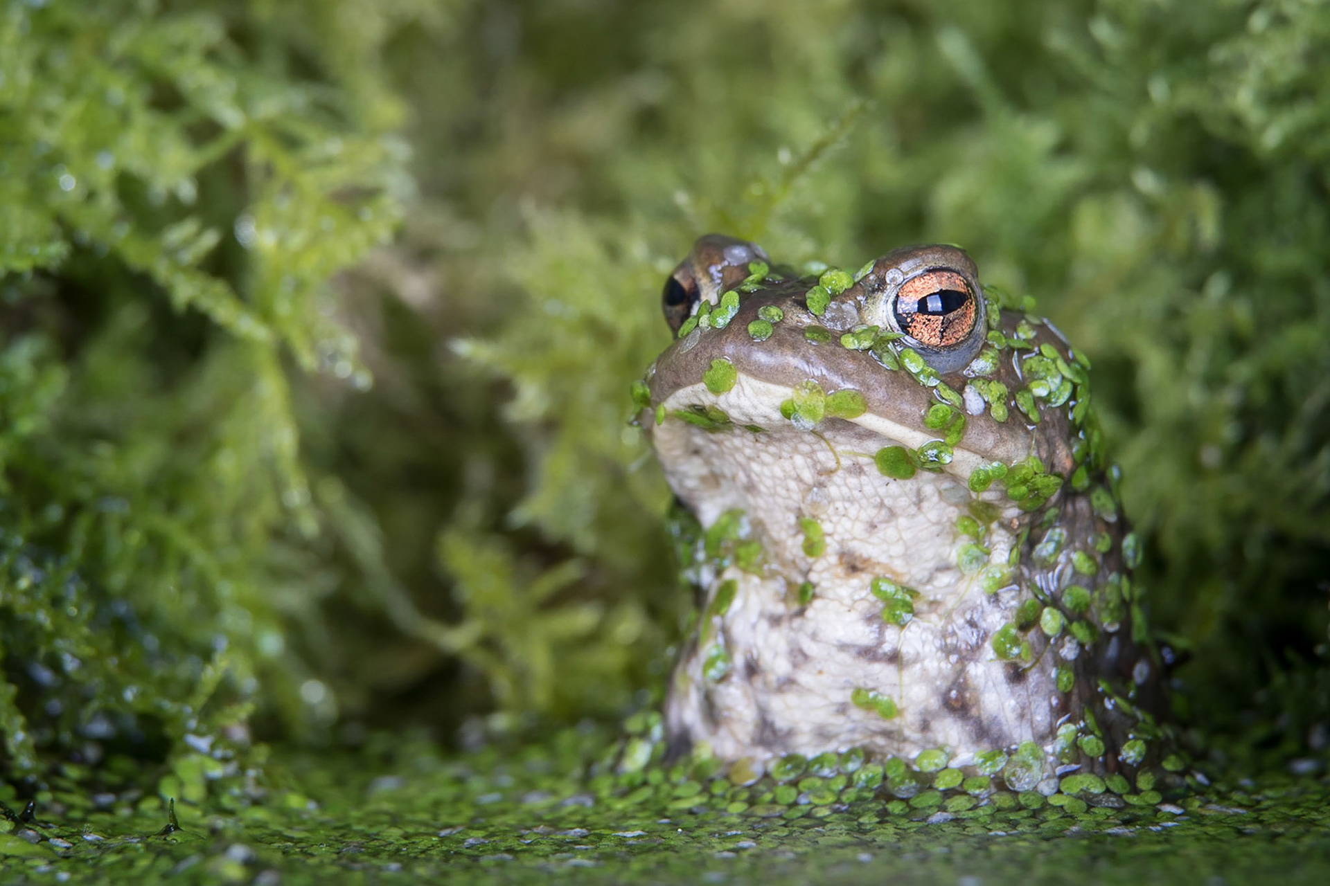 Common Toad