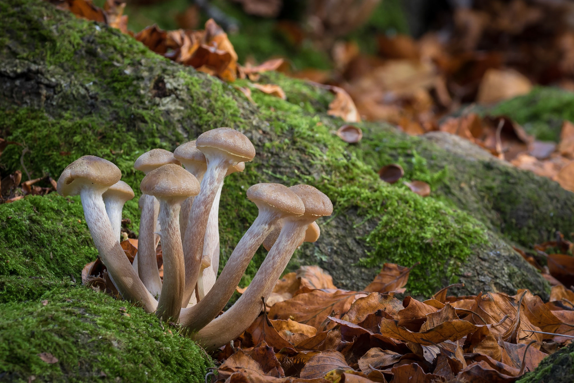 Honey Fungus