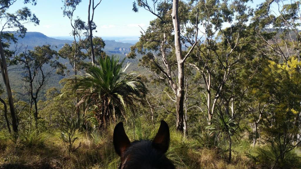 Remote horseback fauna/flora surveys
