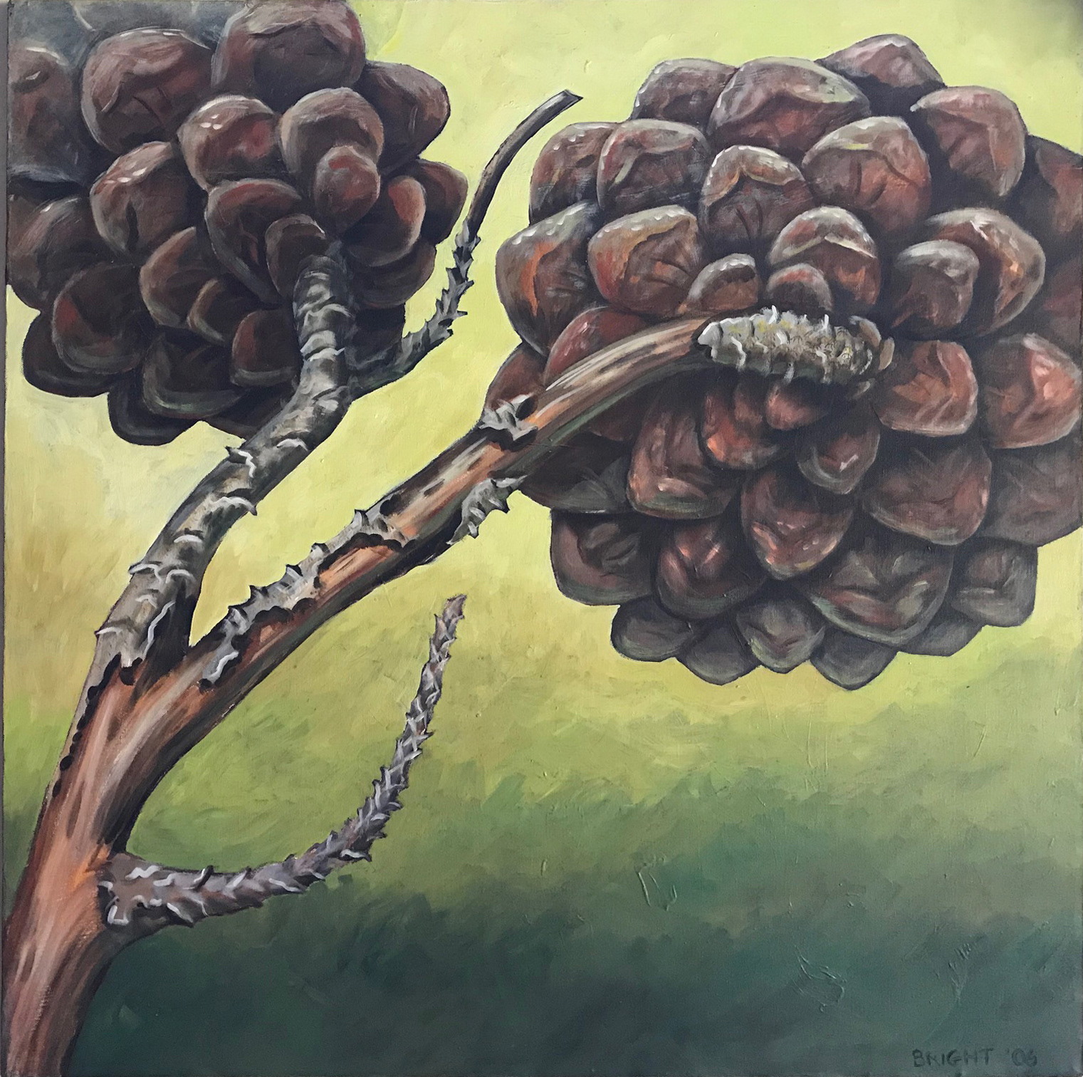 Back Side of Pinecones