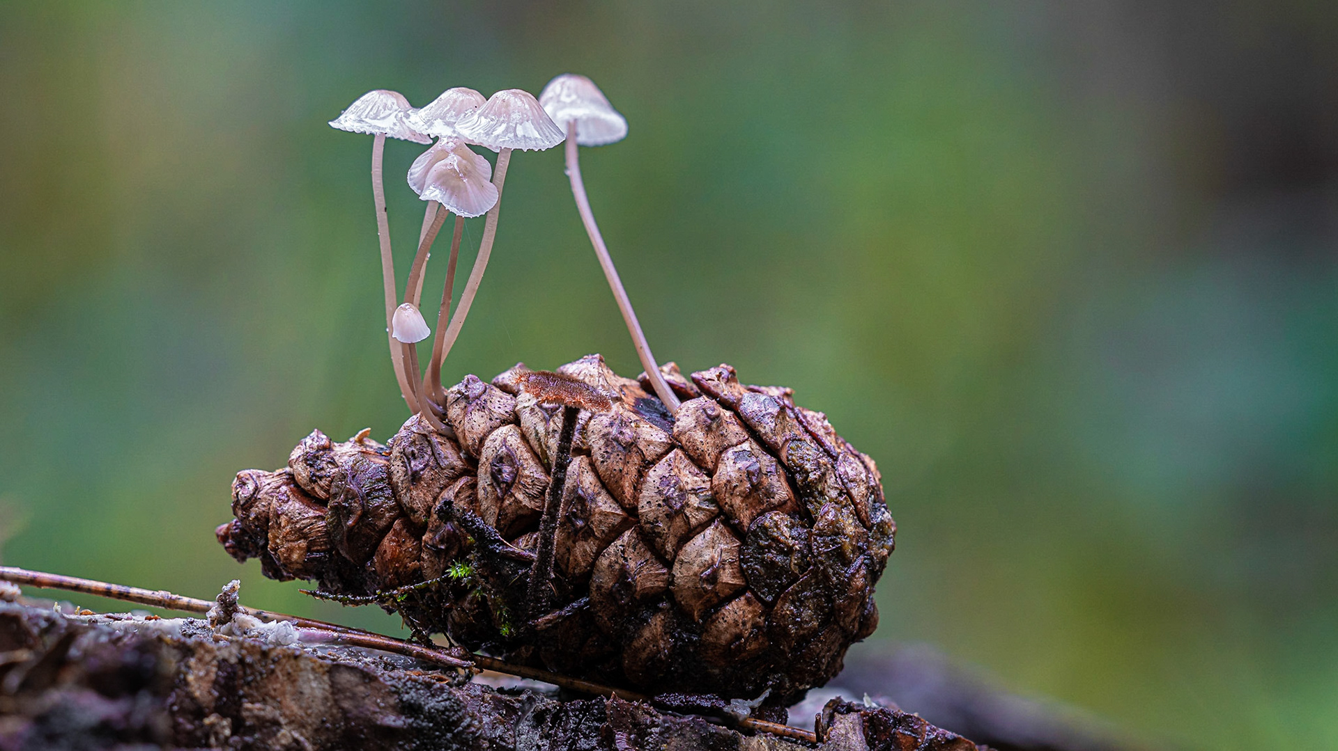 © fotoJAAP