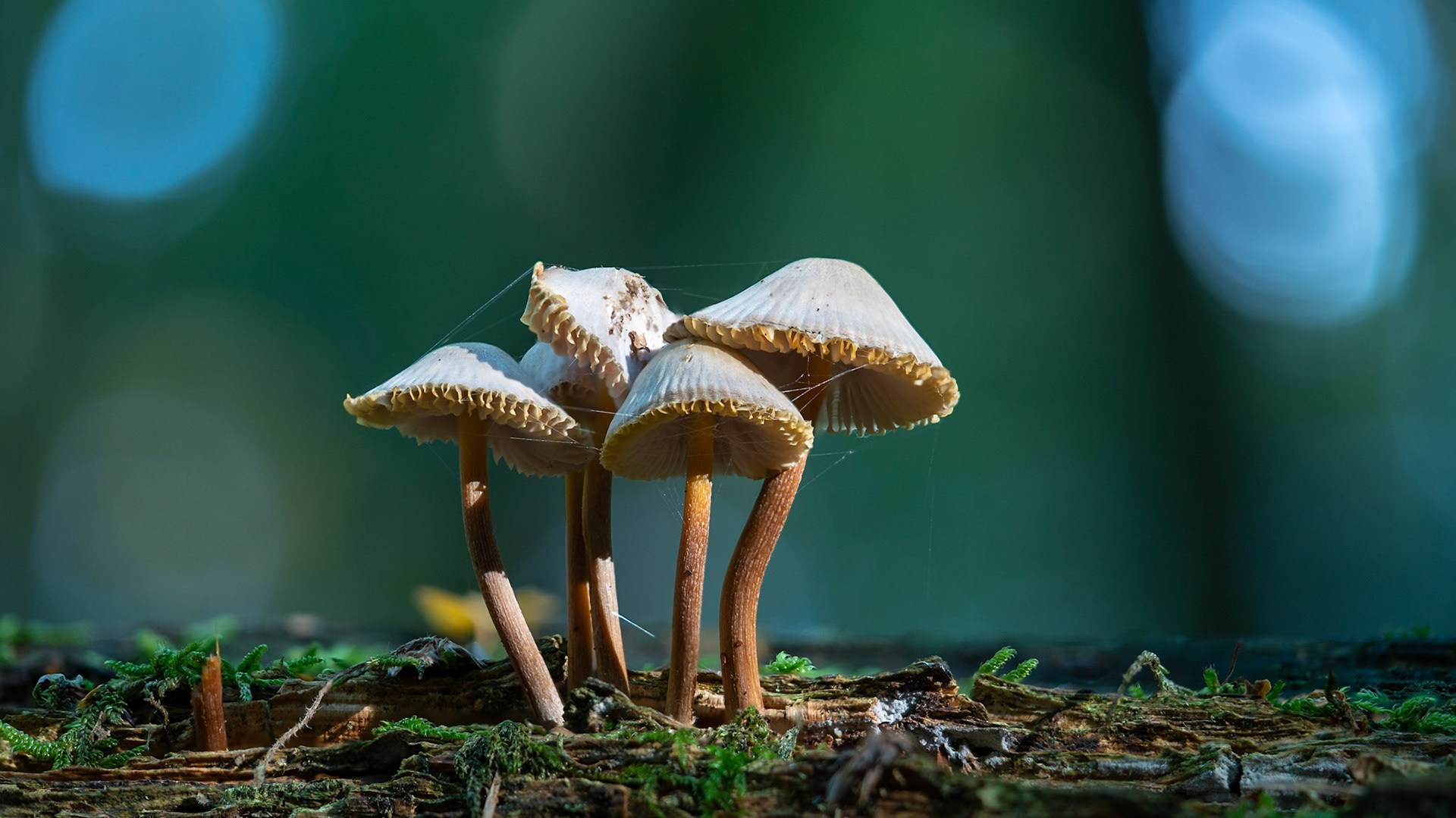 © fotoJAAP