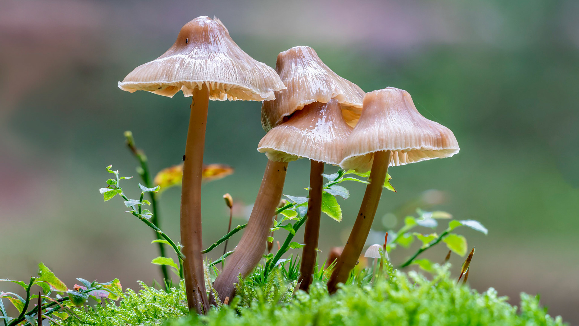 © fotoJAAP