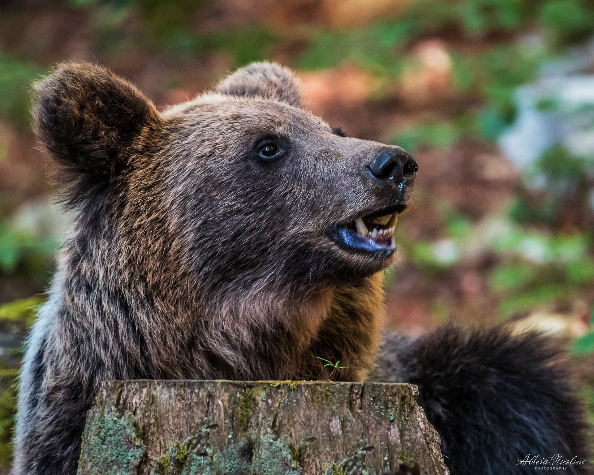 Orso Bruno