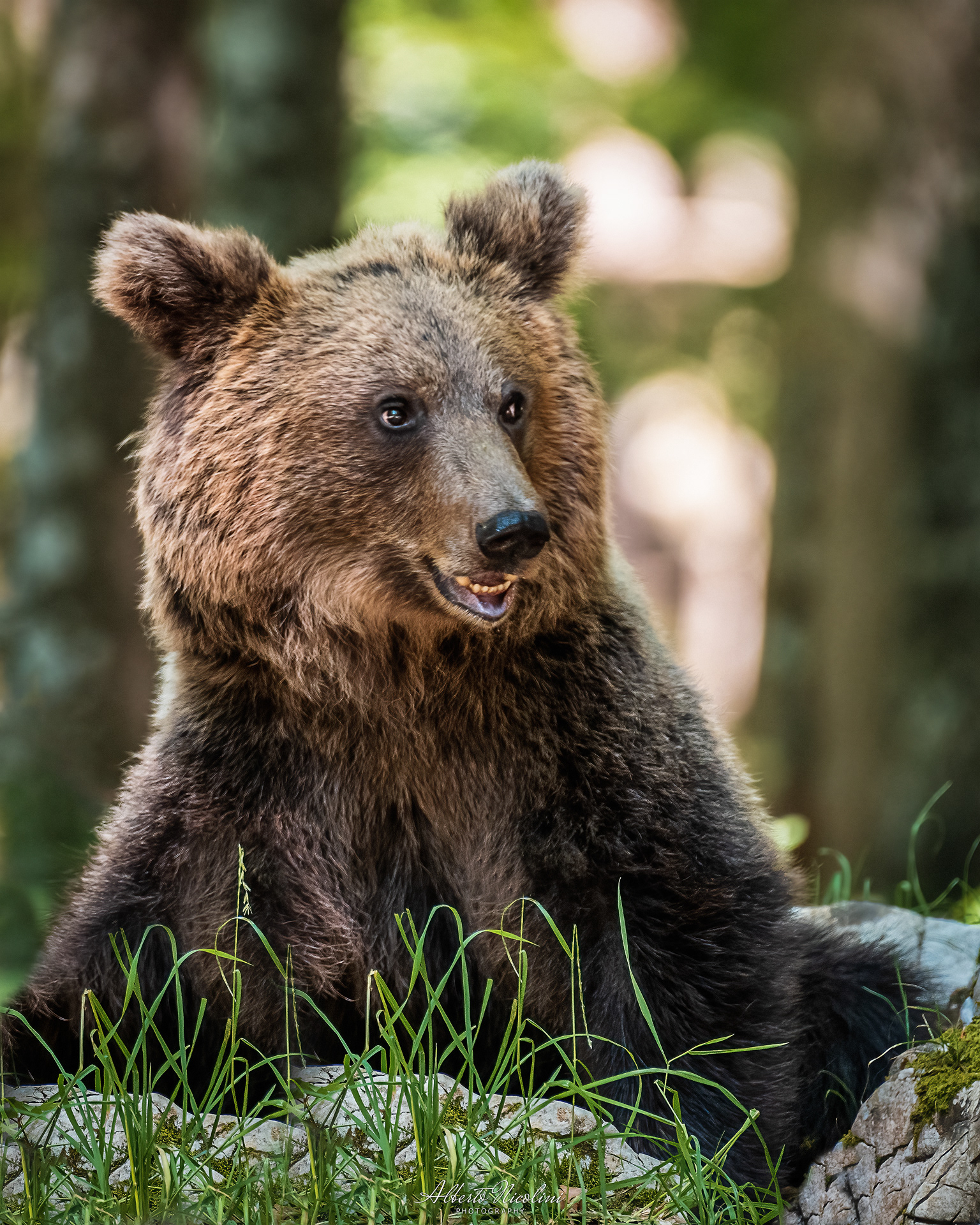 Orso Bruno