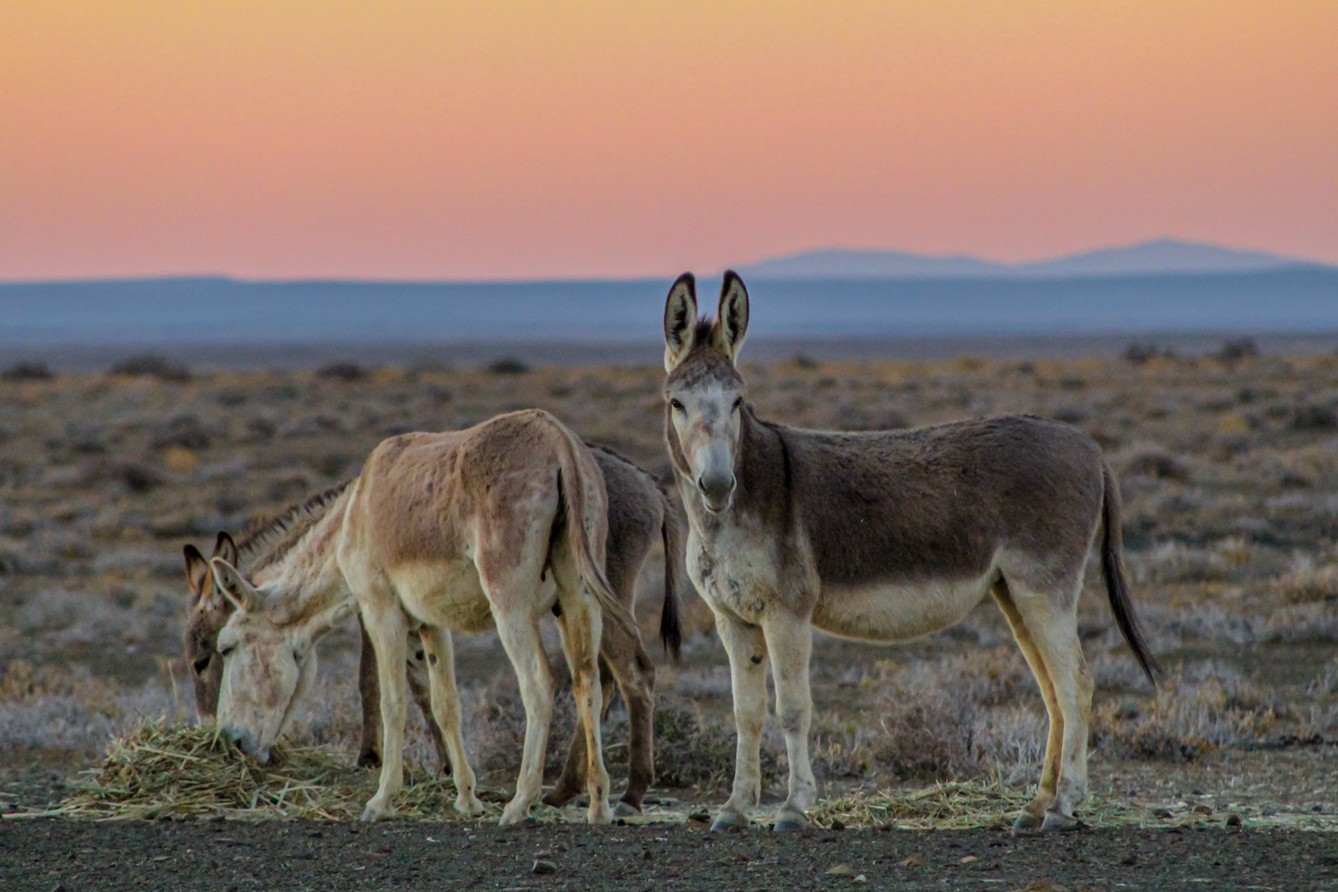 Tankwa donkeys at dusk