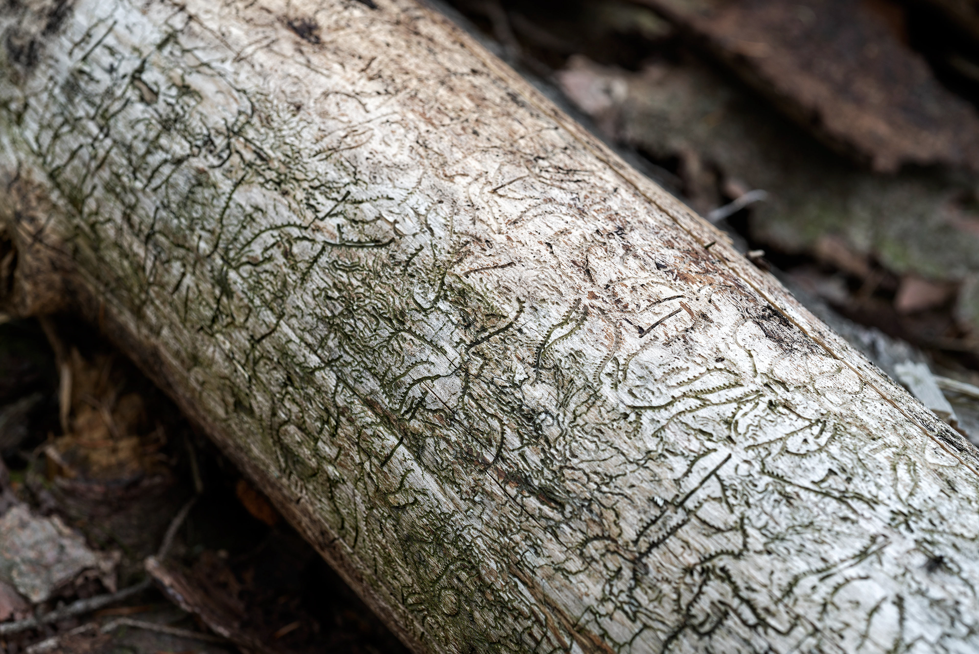 detaildes Stammes eines gefällten Baumes im hessischen Taunus. Er ist übersät mit Brutgängen des Borkenkäfers.