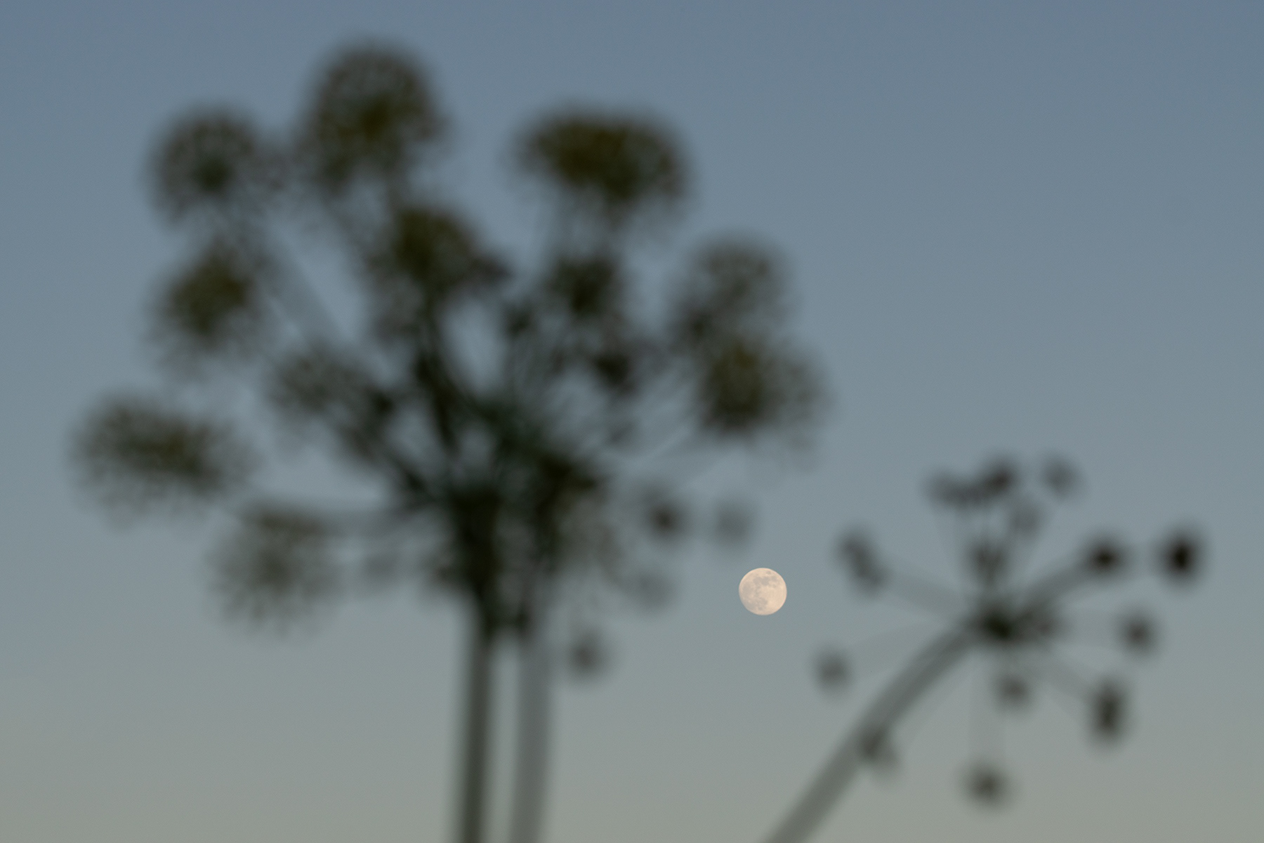 Imagen de la luna ejerciendo como punto en un artículo sobre el punto en composición fotografica