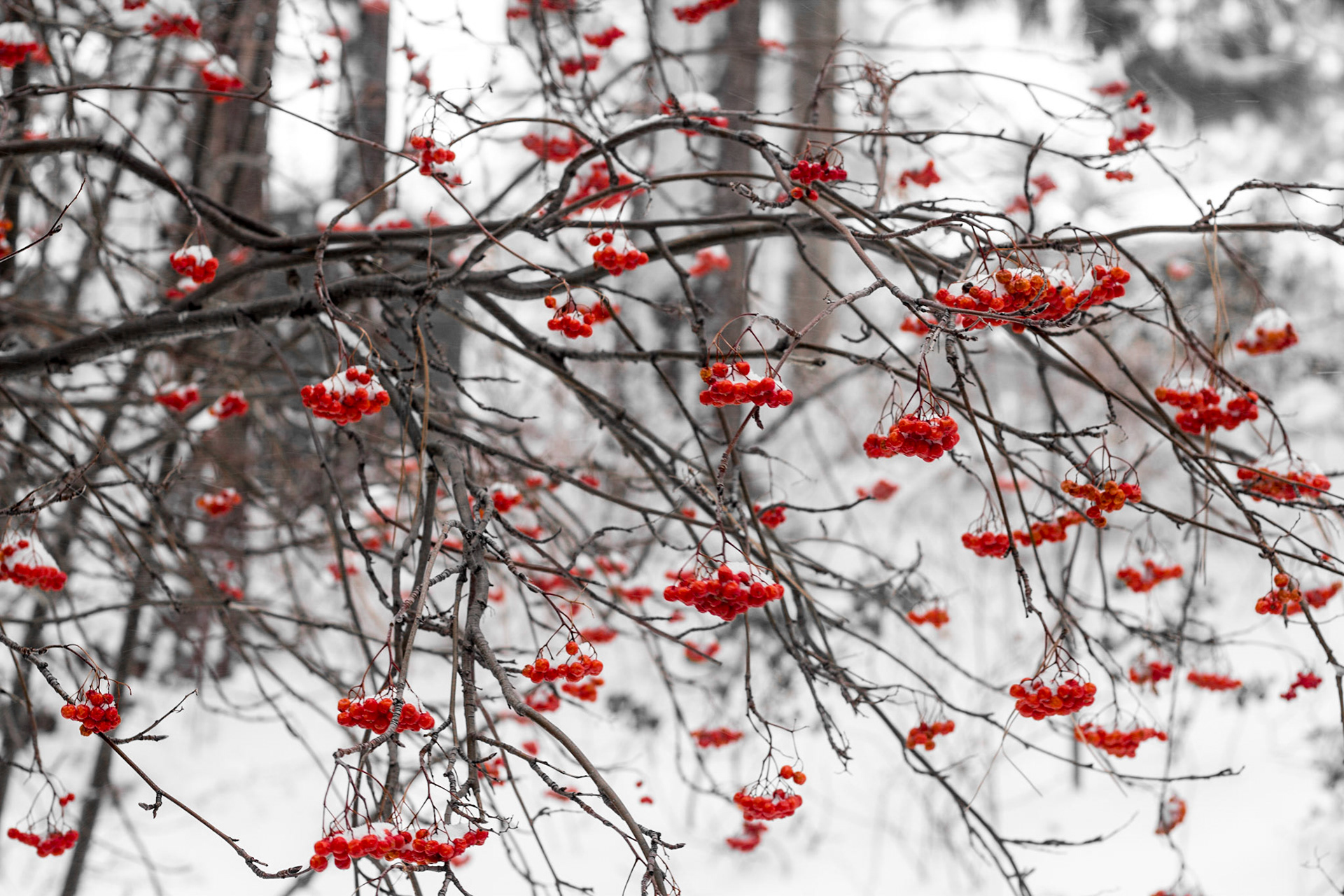 Winter Red