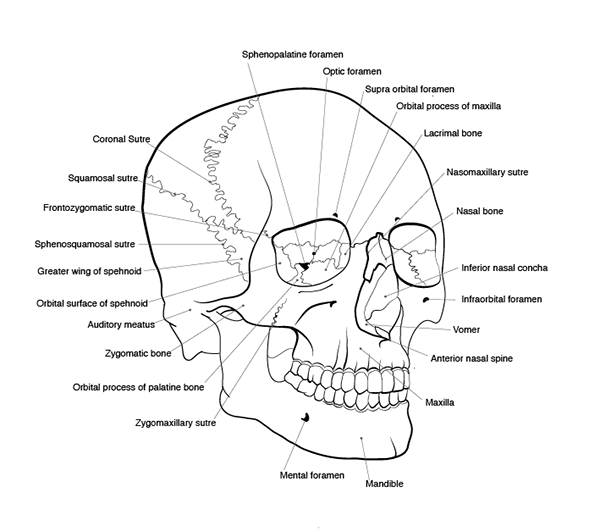 Alexandra Gordon - Medical Illustration