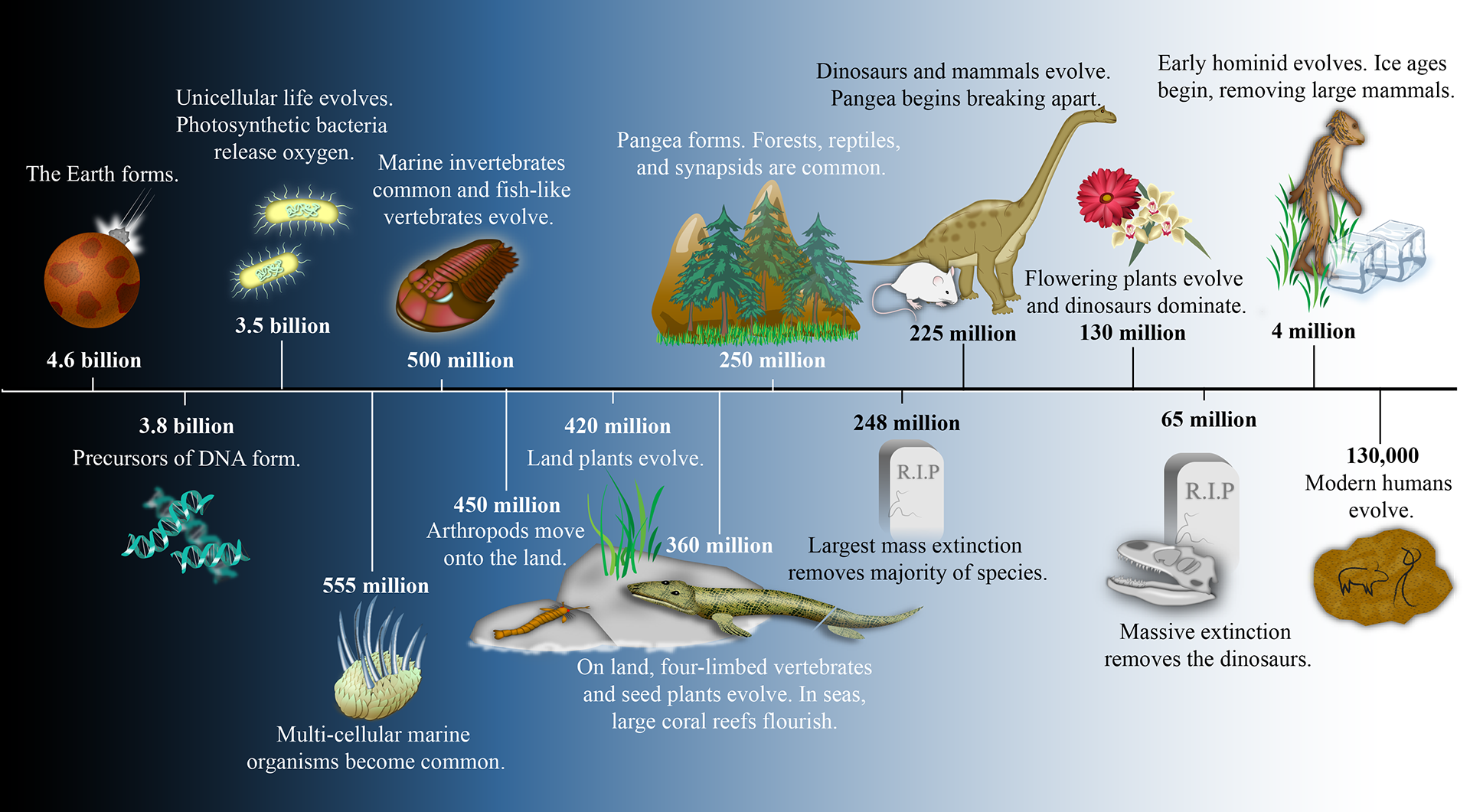 Alexandra Gordon - Vector Scientific Illustrations