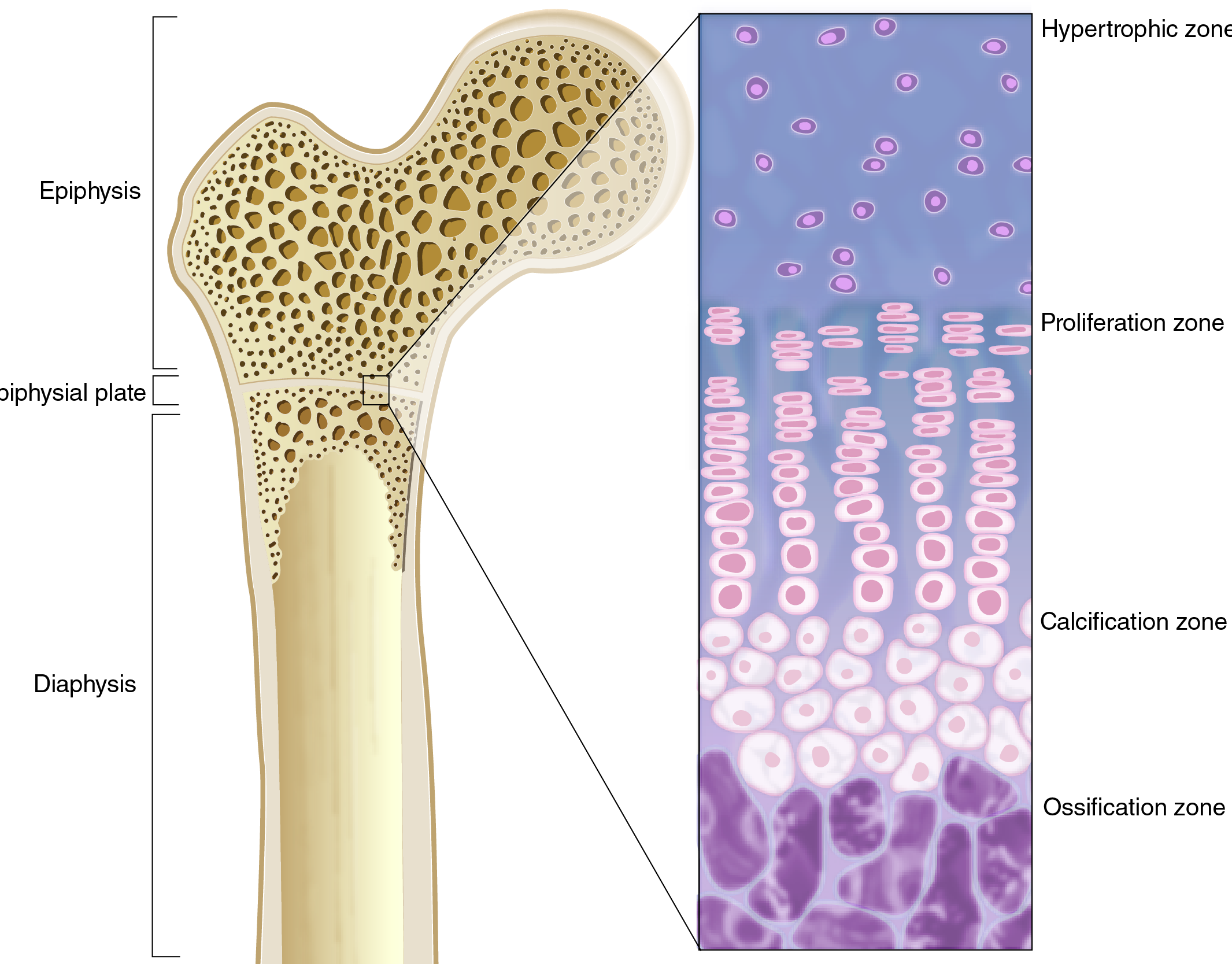 Alexandra Gordon - Components of a Long Bone