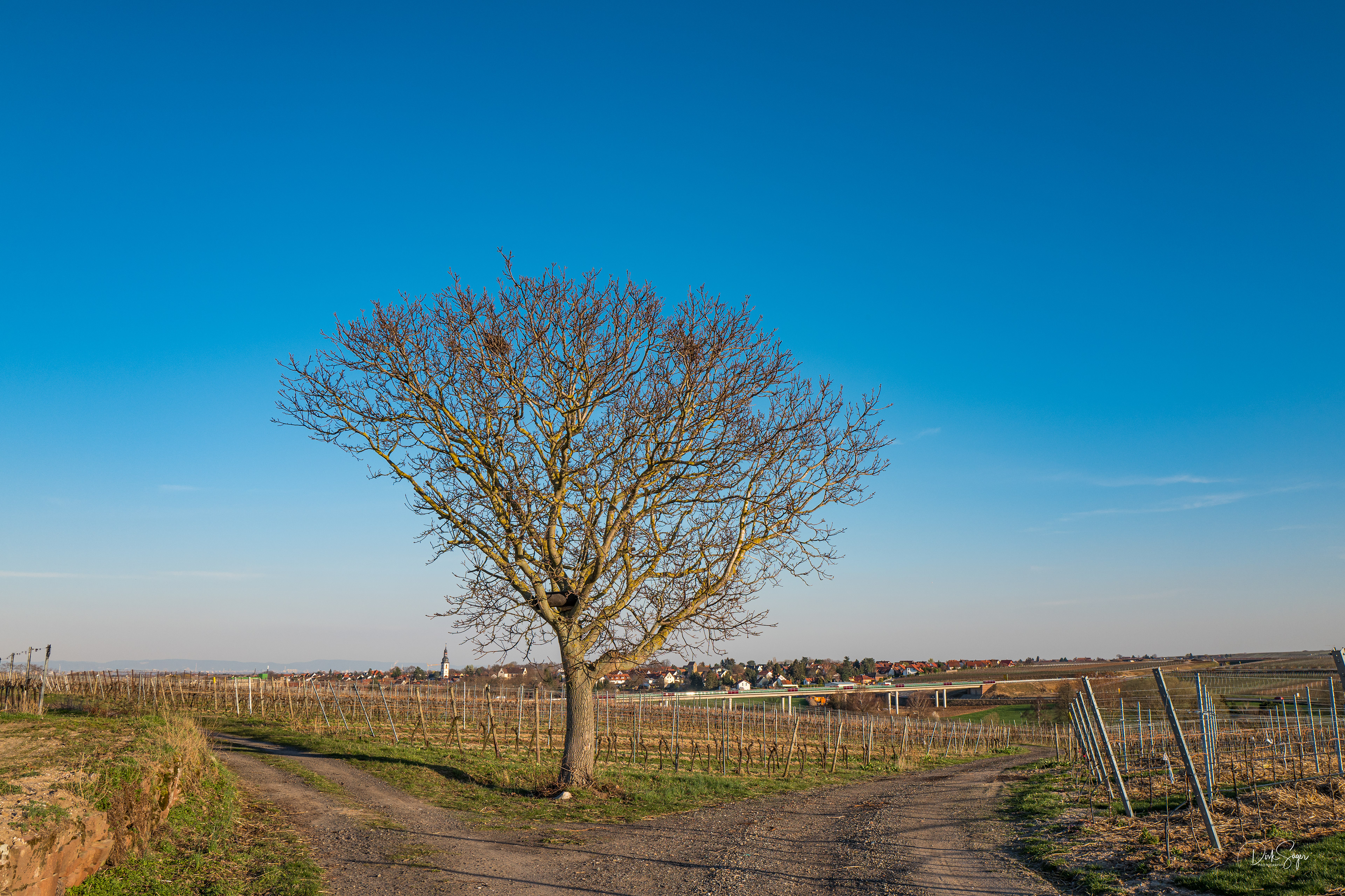 Single mansfelder land