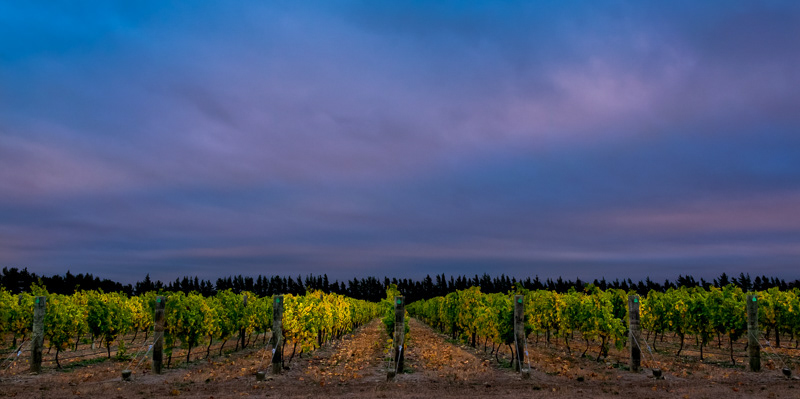 Waipara vineyard - Canterbury
