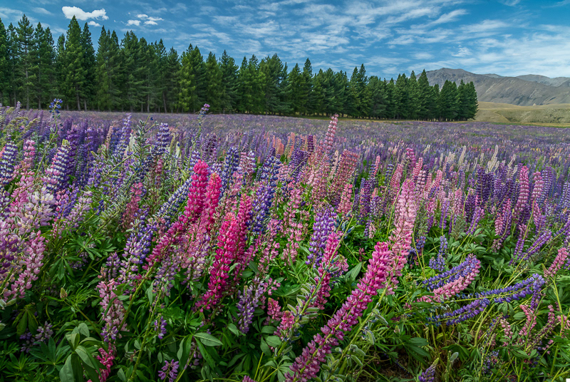 Lupins near Lake Tekapo - Canterbury