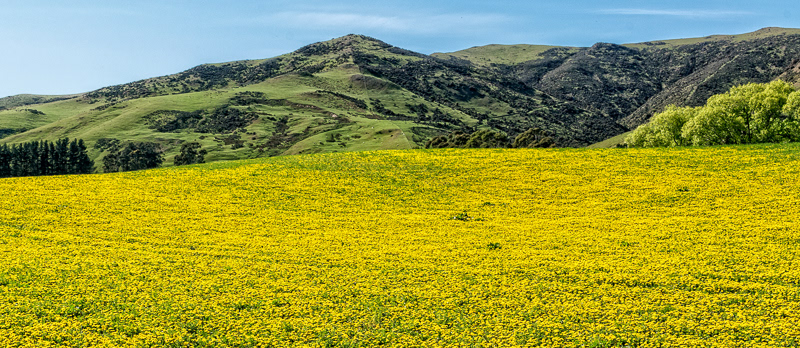 Hurunui Farmland - Canterbury