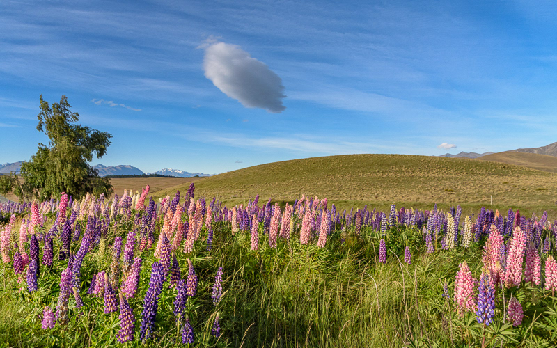 Lupins near Lake Tekapo - South Canterbury