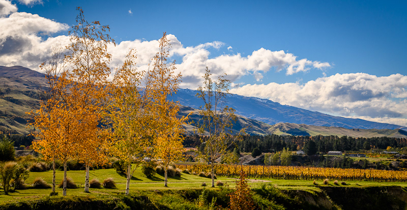 Autumn vineyard, Bannockburn - Otago