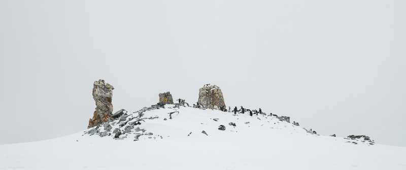 Gentoo Penguins - Half Moon Island - South Shetland Islands