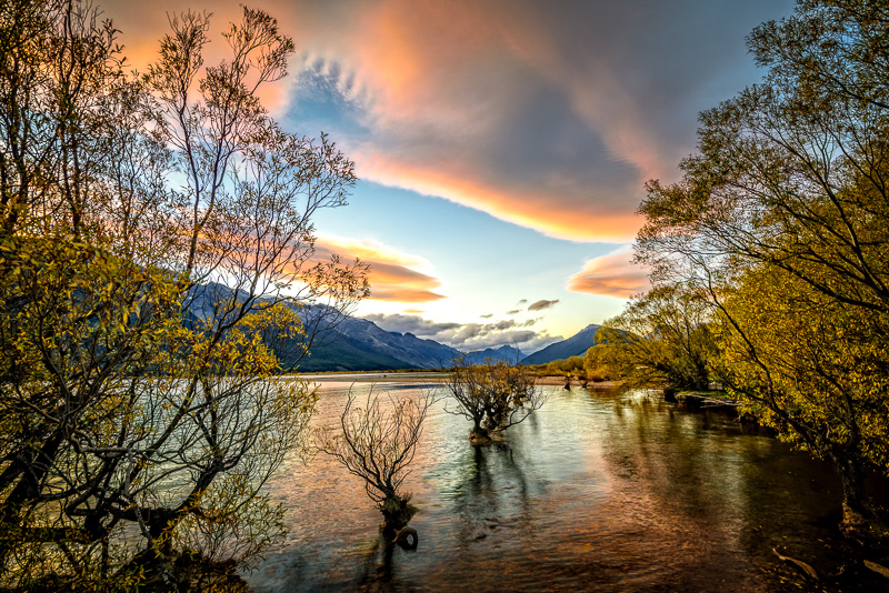 Flooded poplars, Glenorchy - Otago