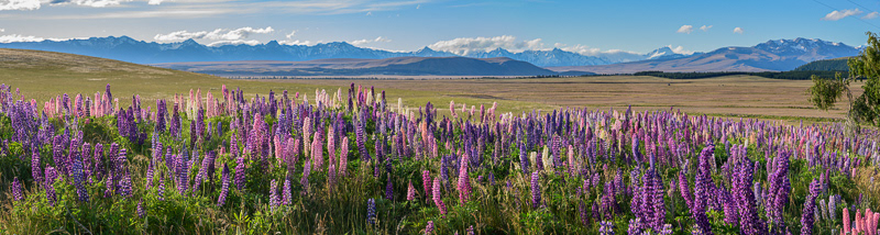 Lupins overlooking the Tekapo Plains