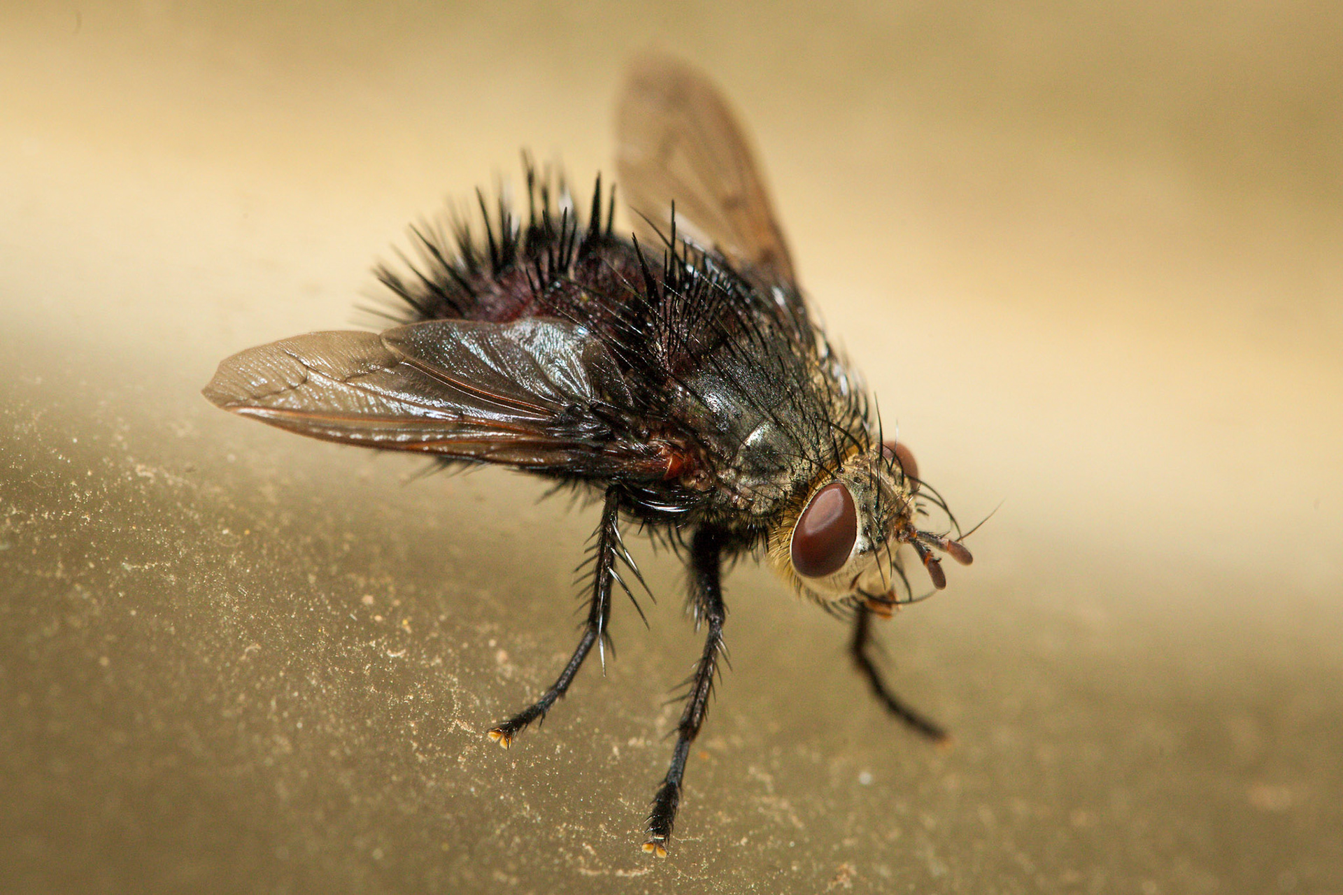 Horsefly. Shown actual size.