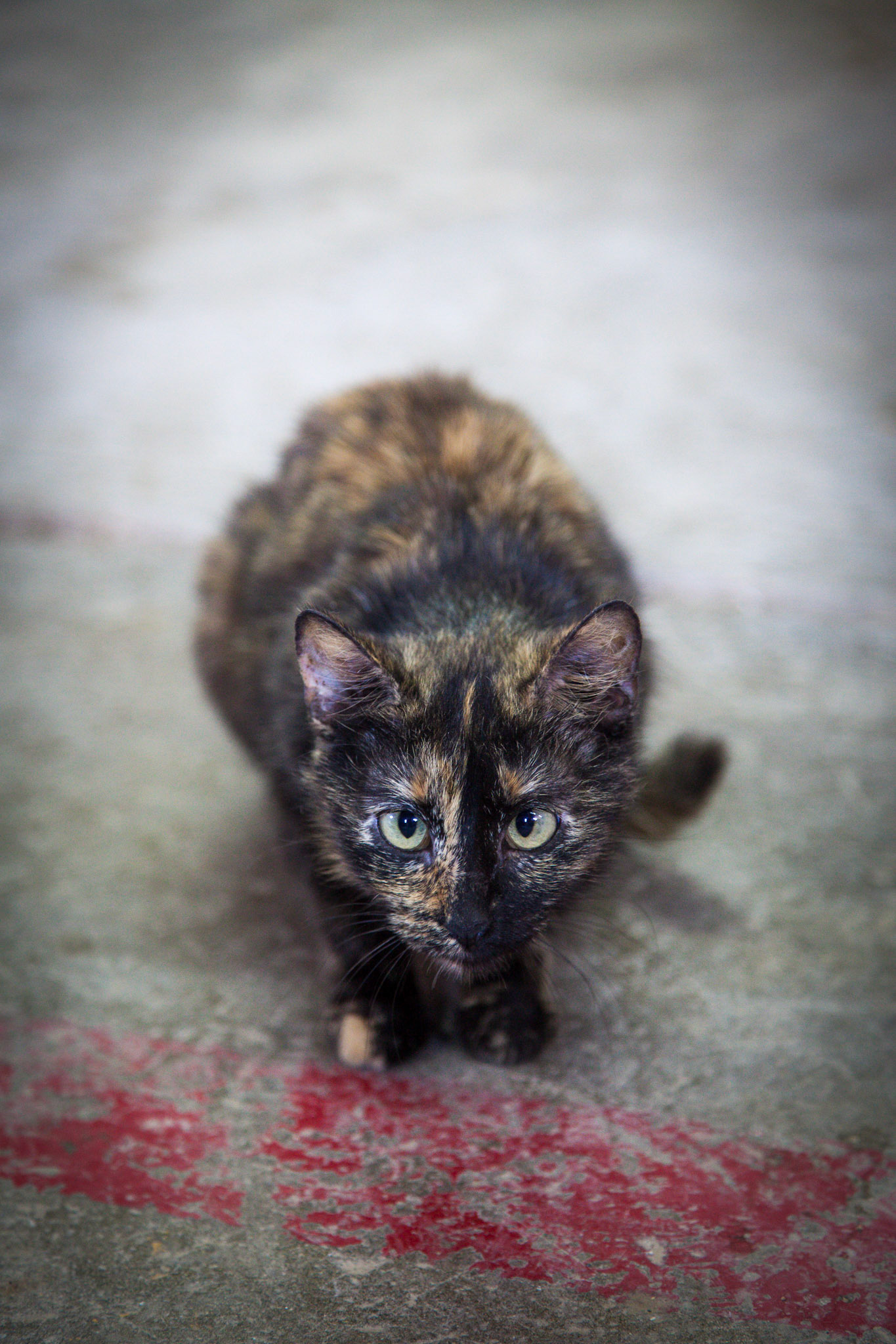 One of a handful of feral cats hanging out at Preddy's Tire in Ozona, Texas