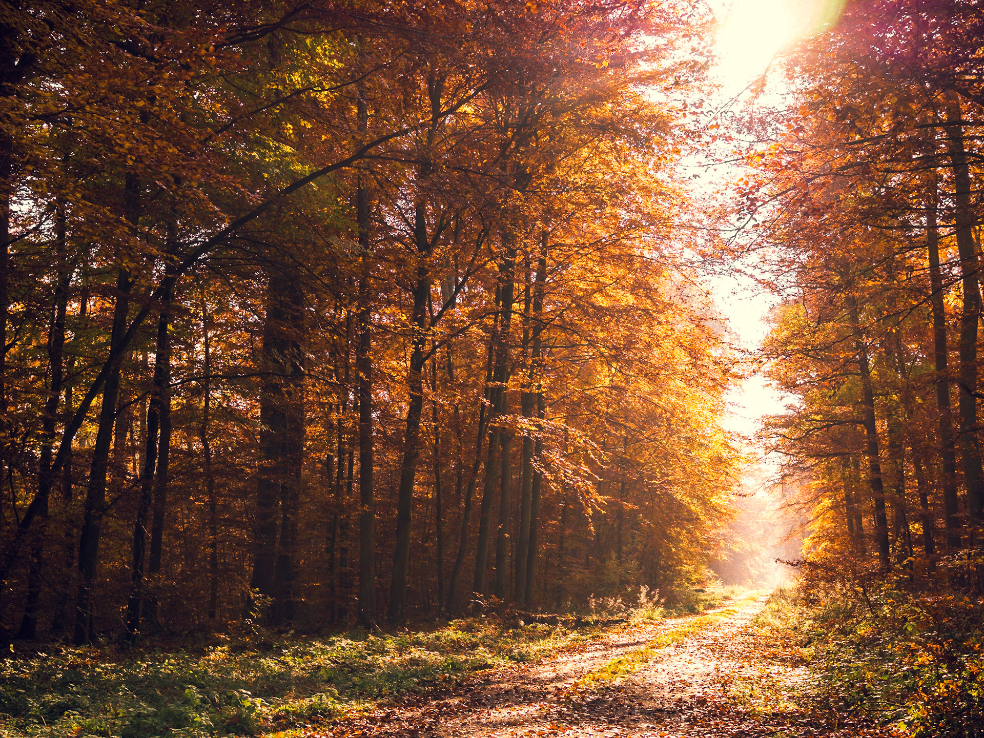 Taunus