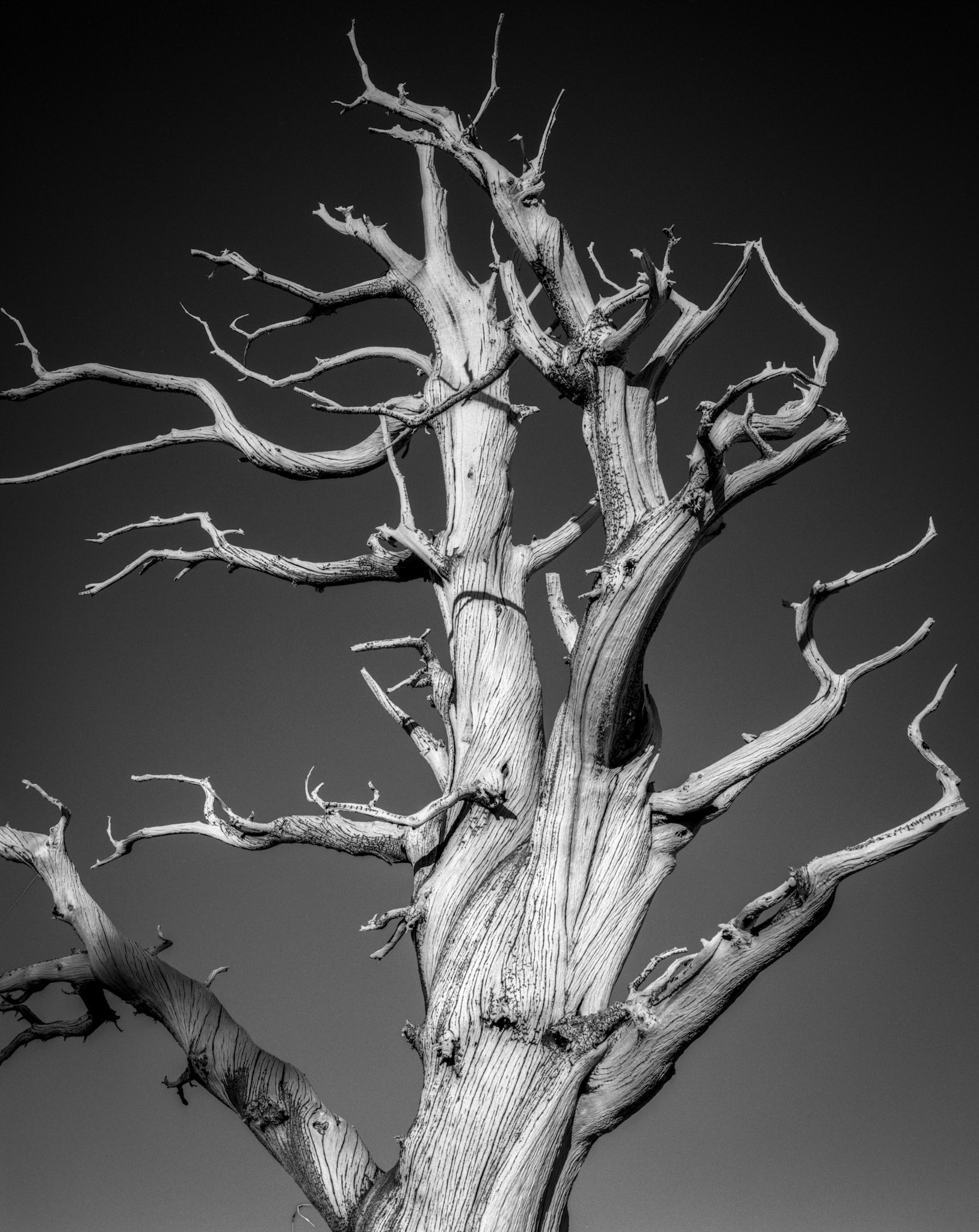 Ancient Bristlecone Pine  1
