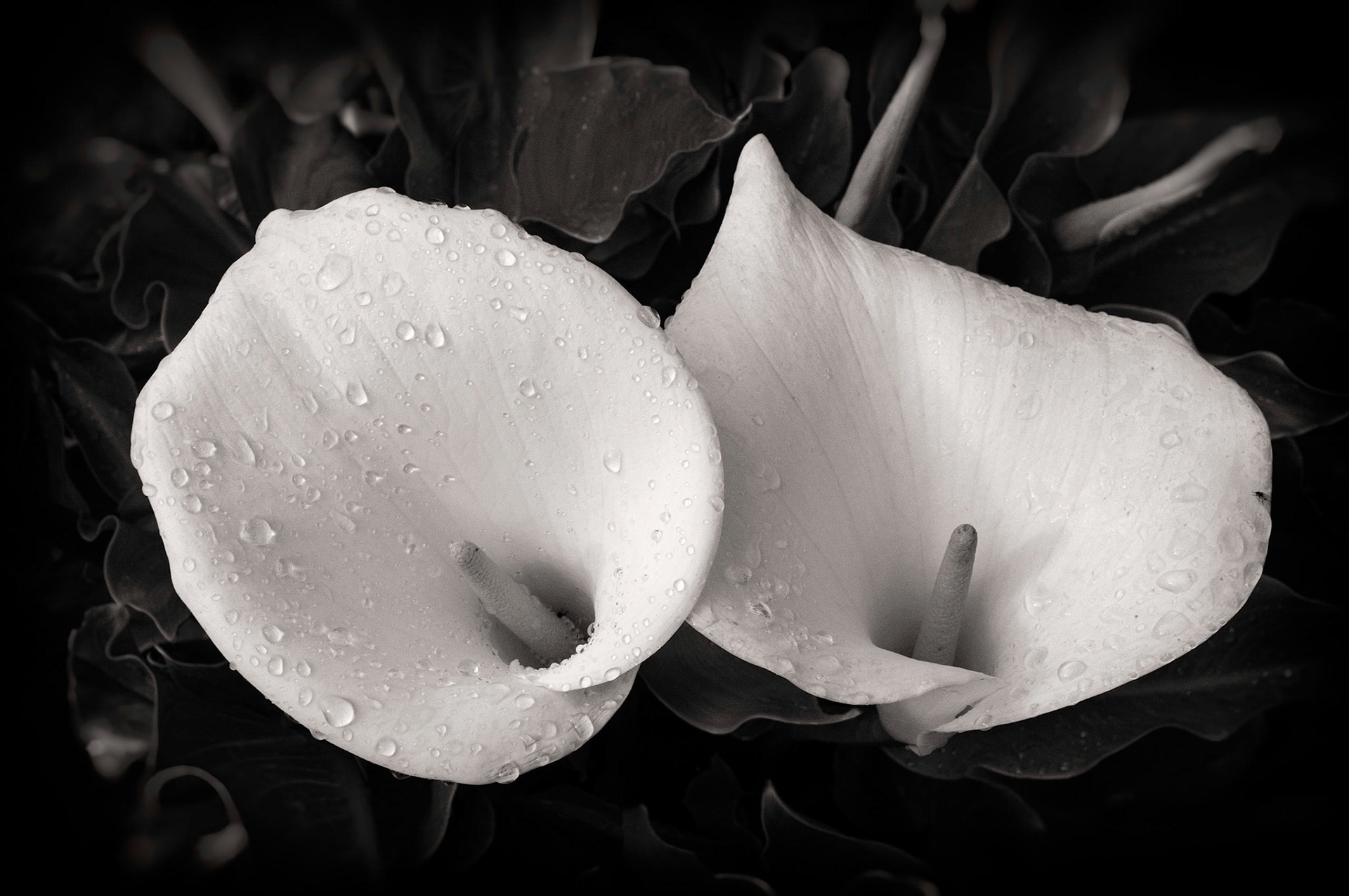Lilies After the Rain