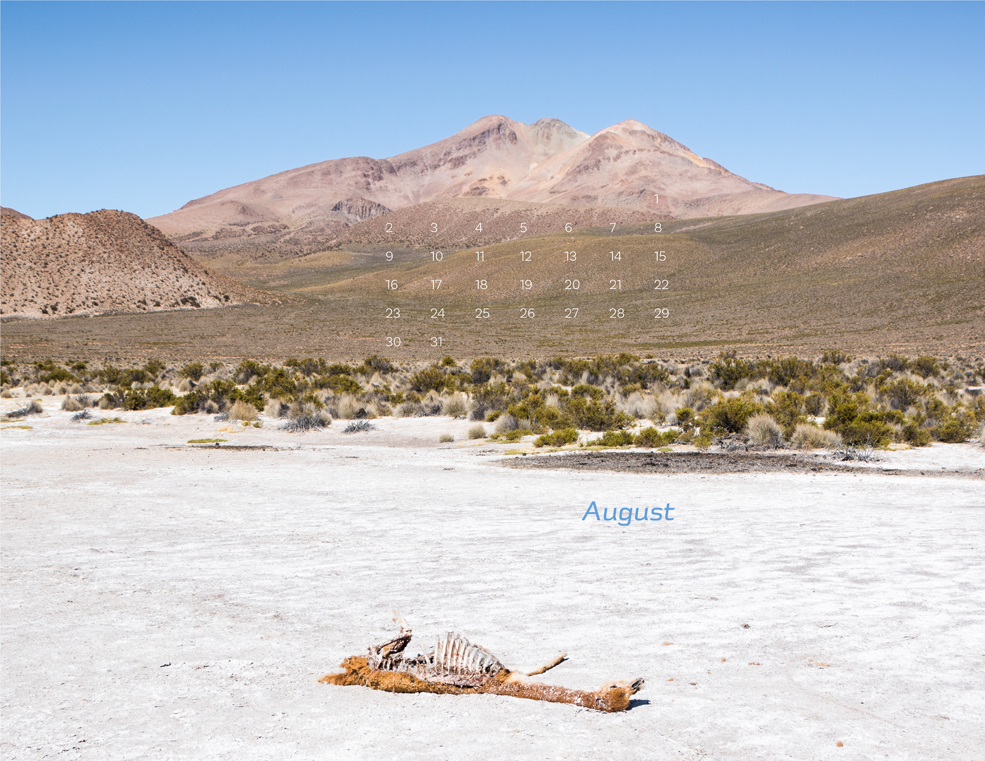 August: Vicuña skeleton, Salar de Surire