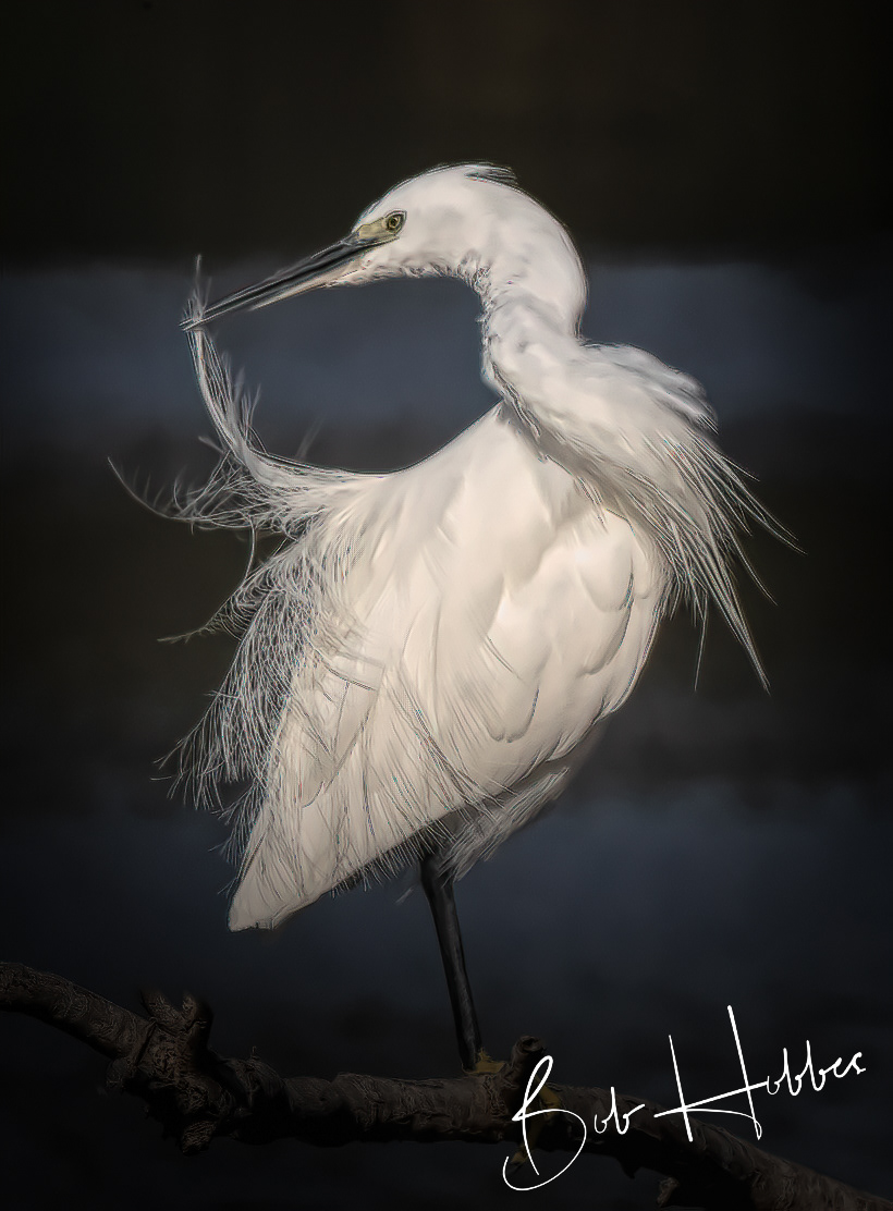 Little Egret at Marina Beach. Kzn