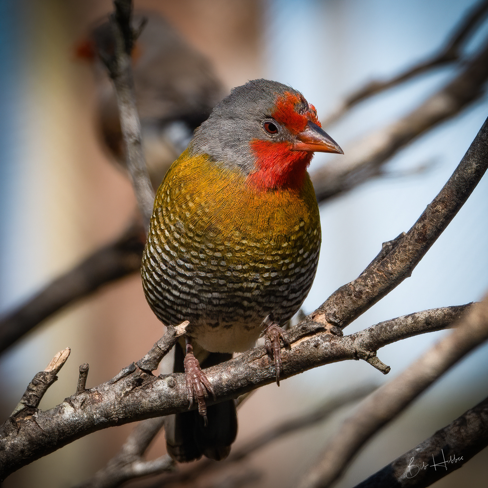 Green-winged Pytilia.