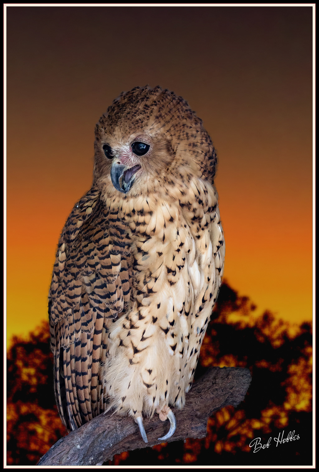 Raptor - Pel's Fishing Owl.