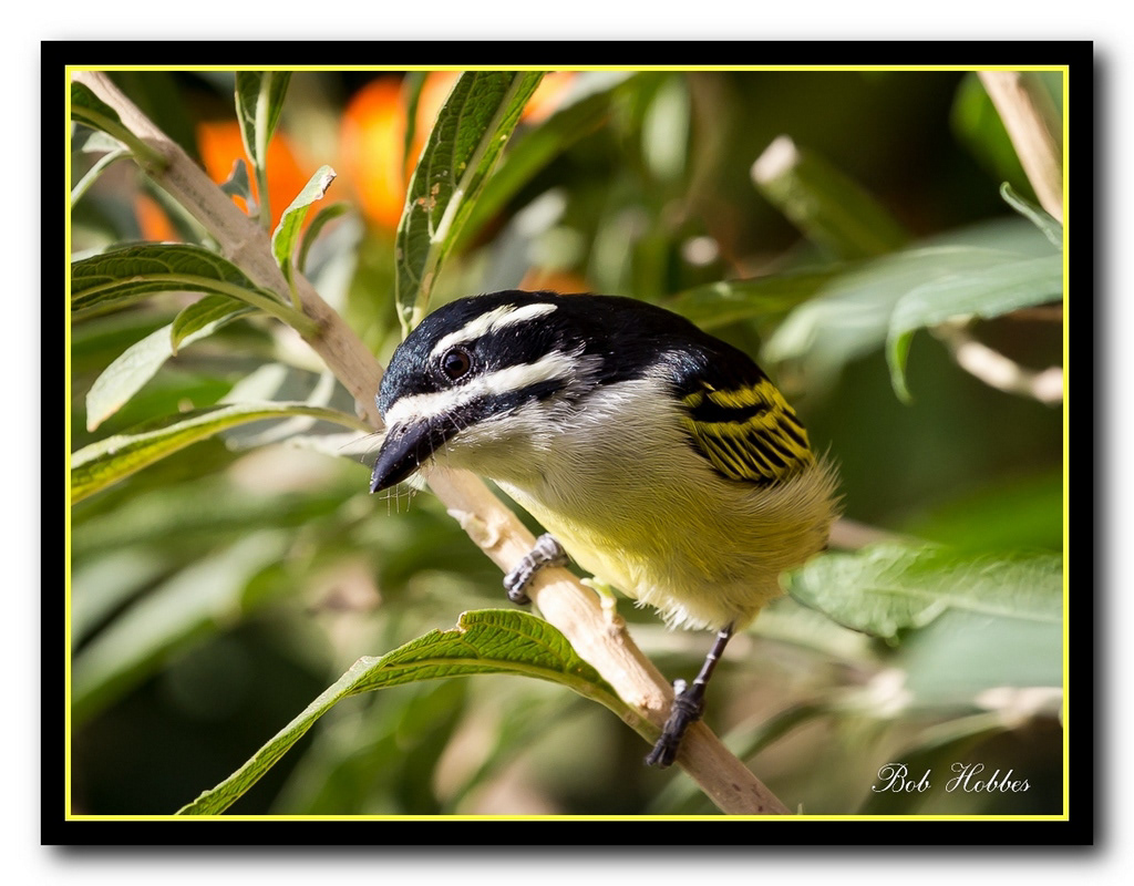 Tinkerbird