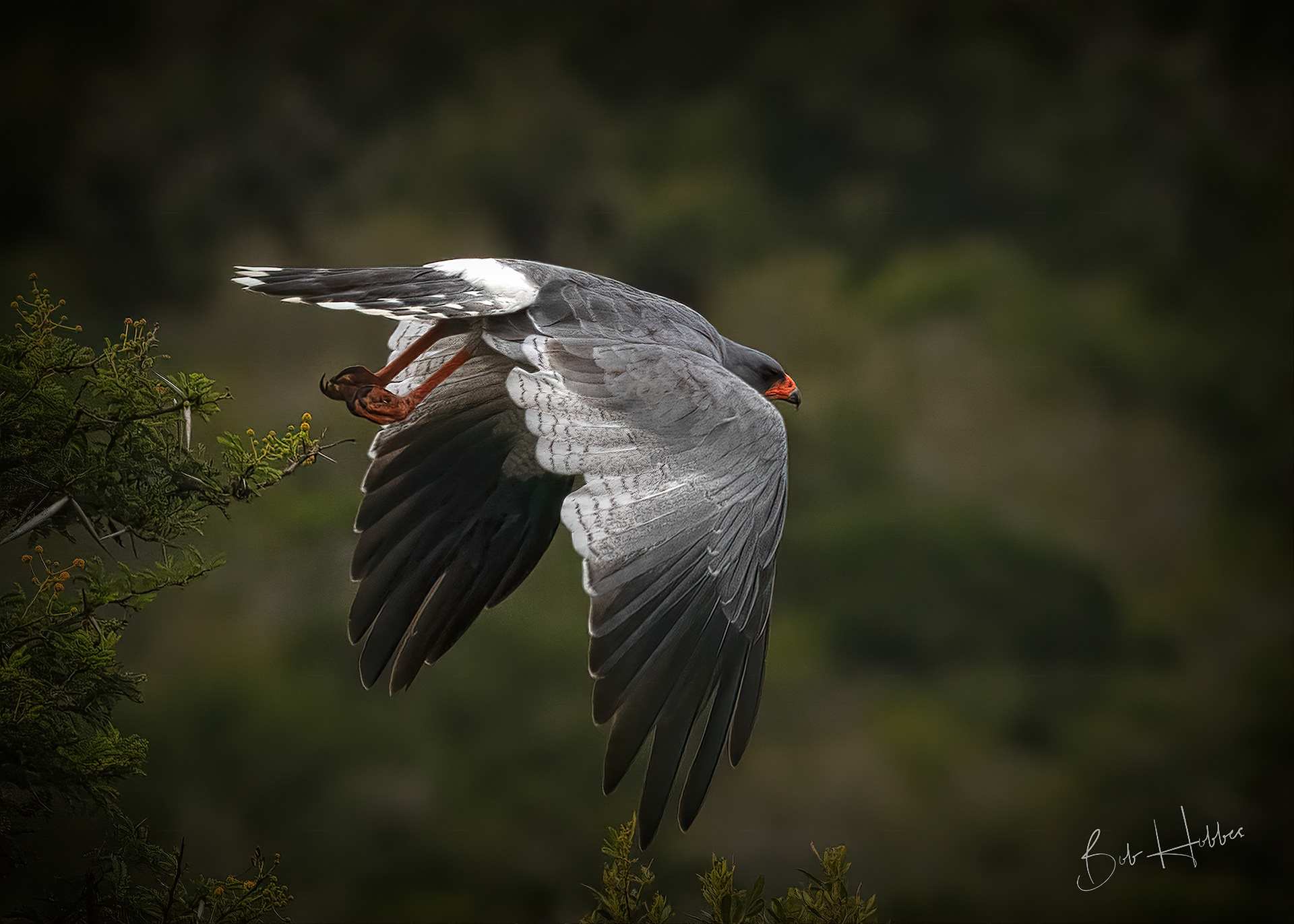 Pale Chanting Goshawk, in flight, taken at Amakhala Game Reserve, Eastern Cape, South Africa.