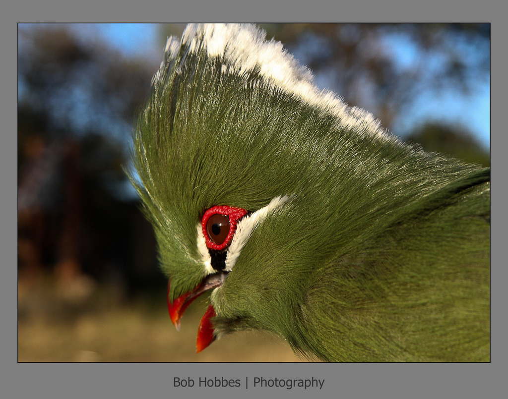 Knysna Turaco