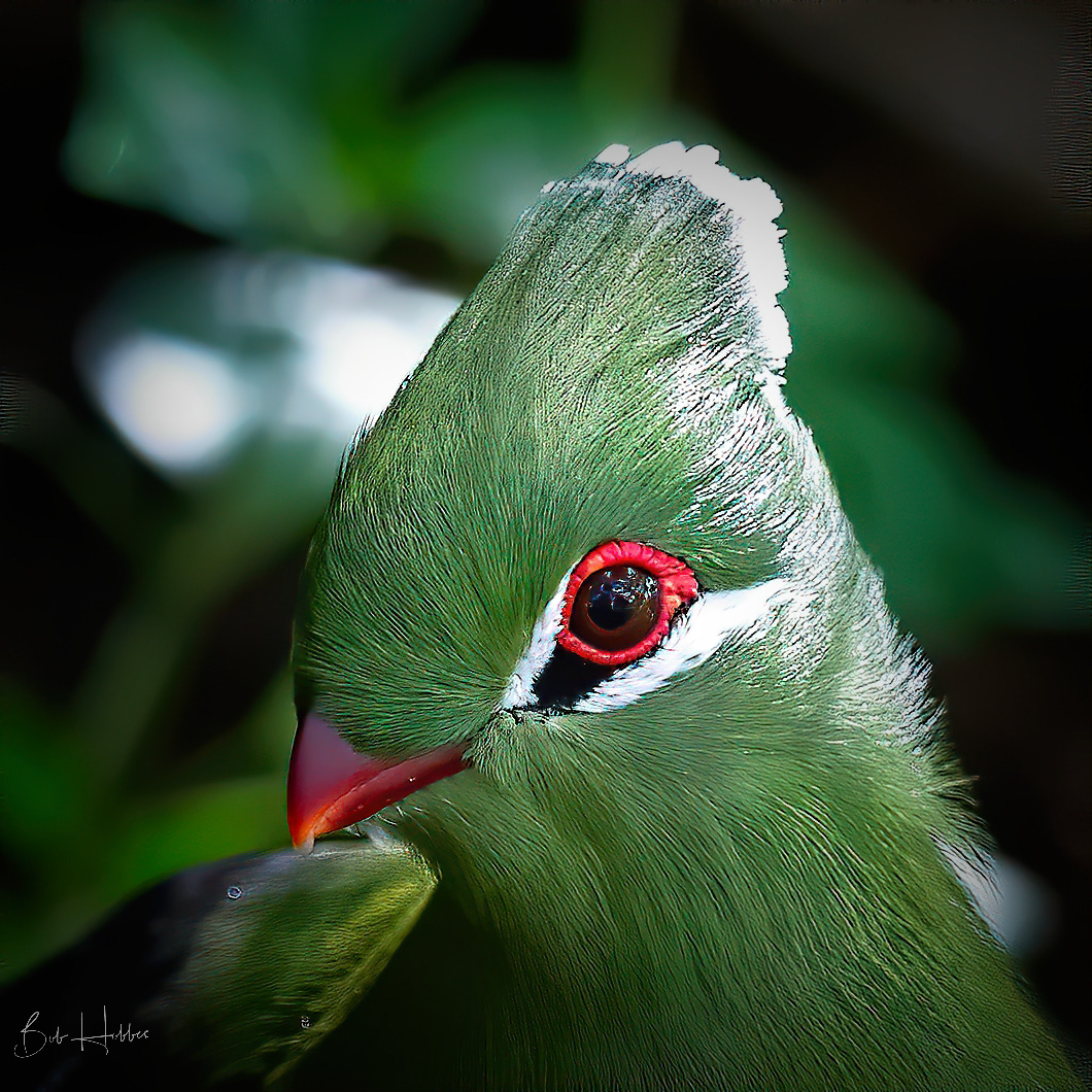 Knysna Turaco (Loerie) is one of the most beautiful birds of South Africa.