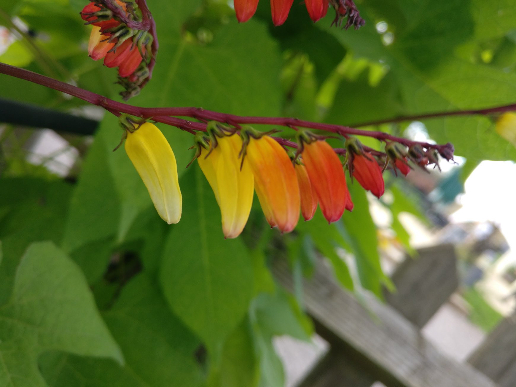Flower Buds Resembling Chillies