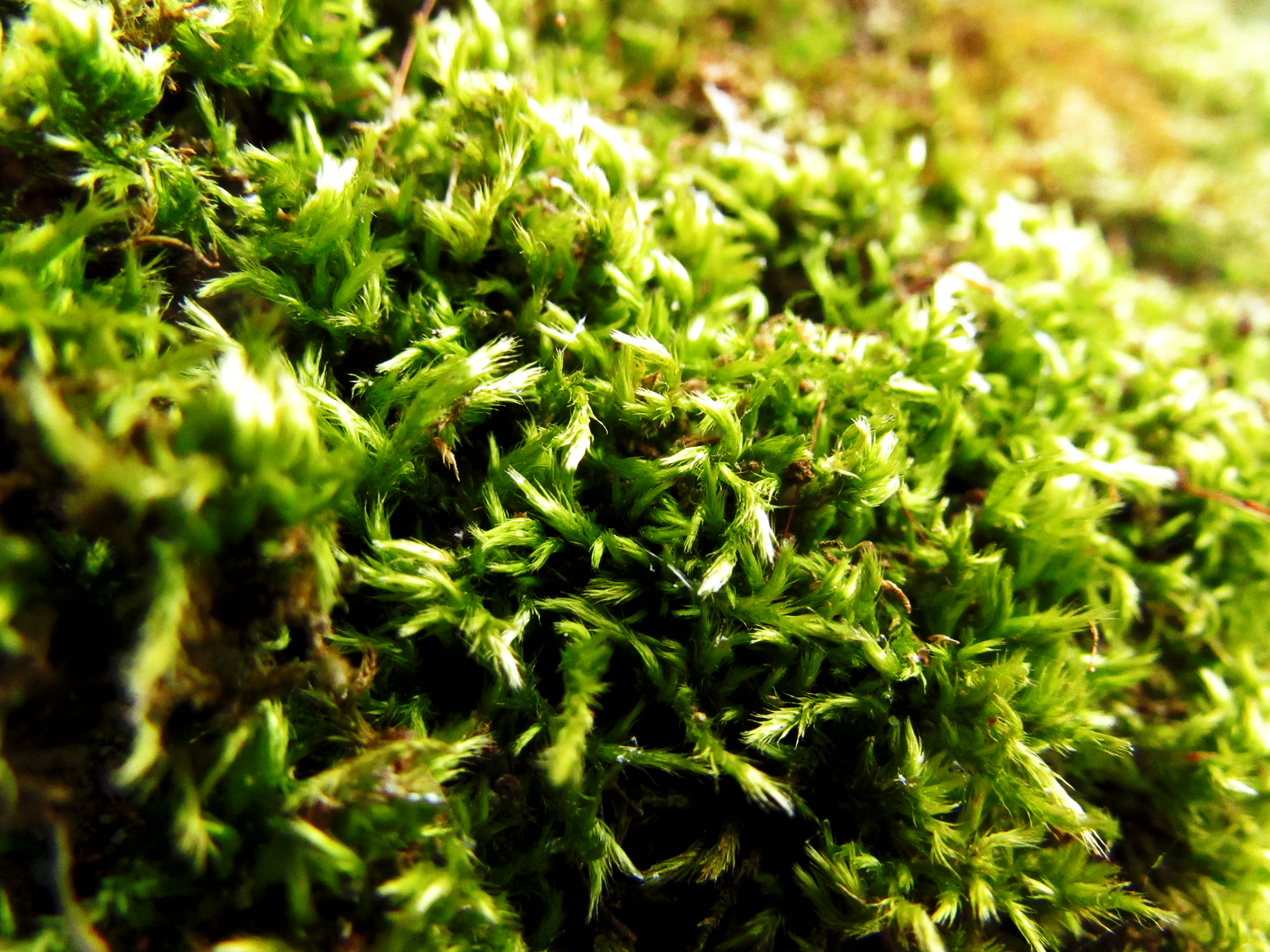 Moss