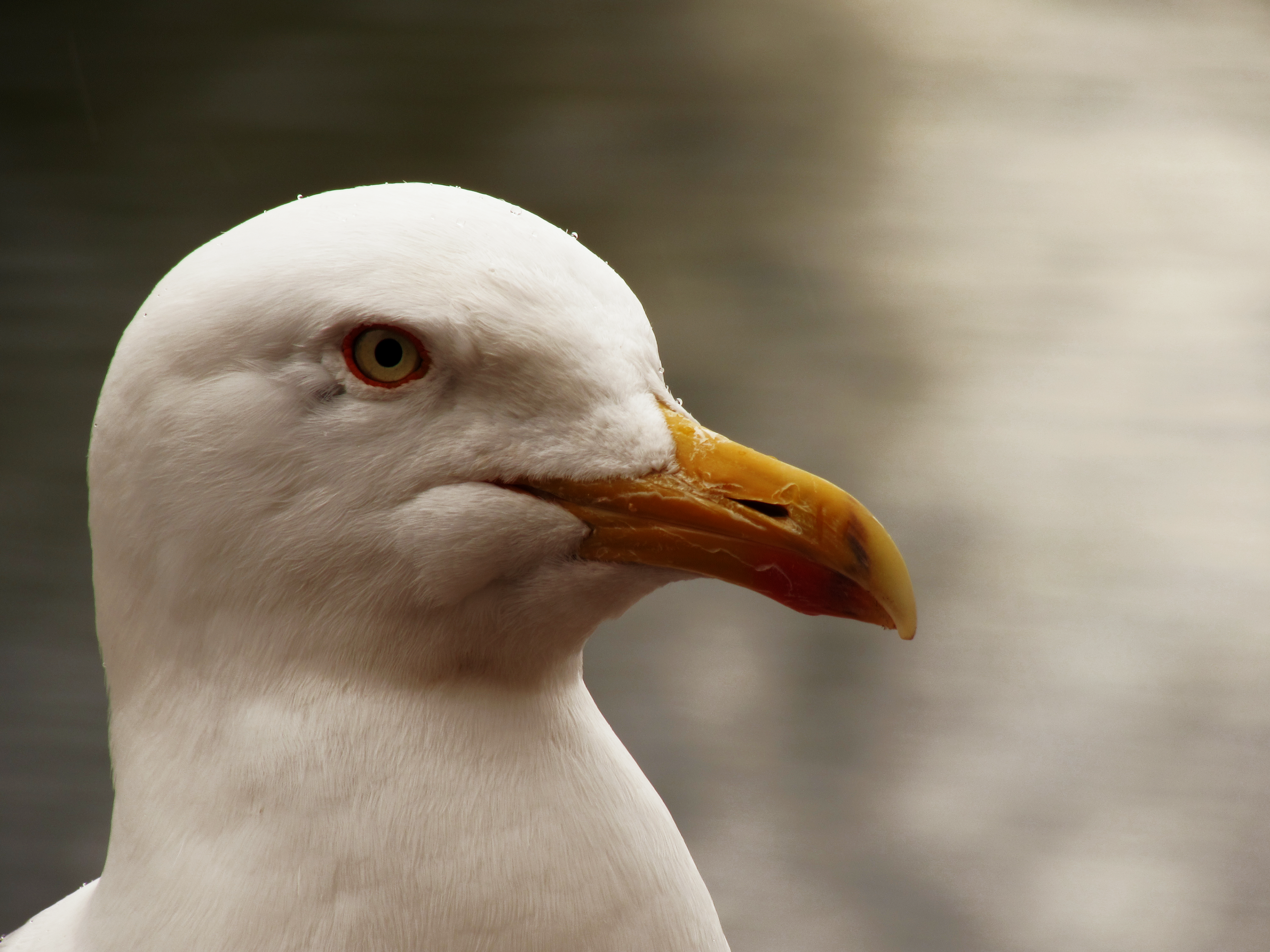 Seagull
