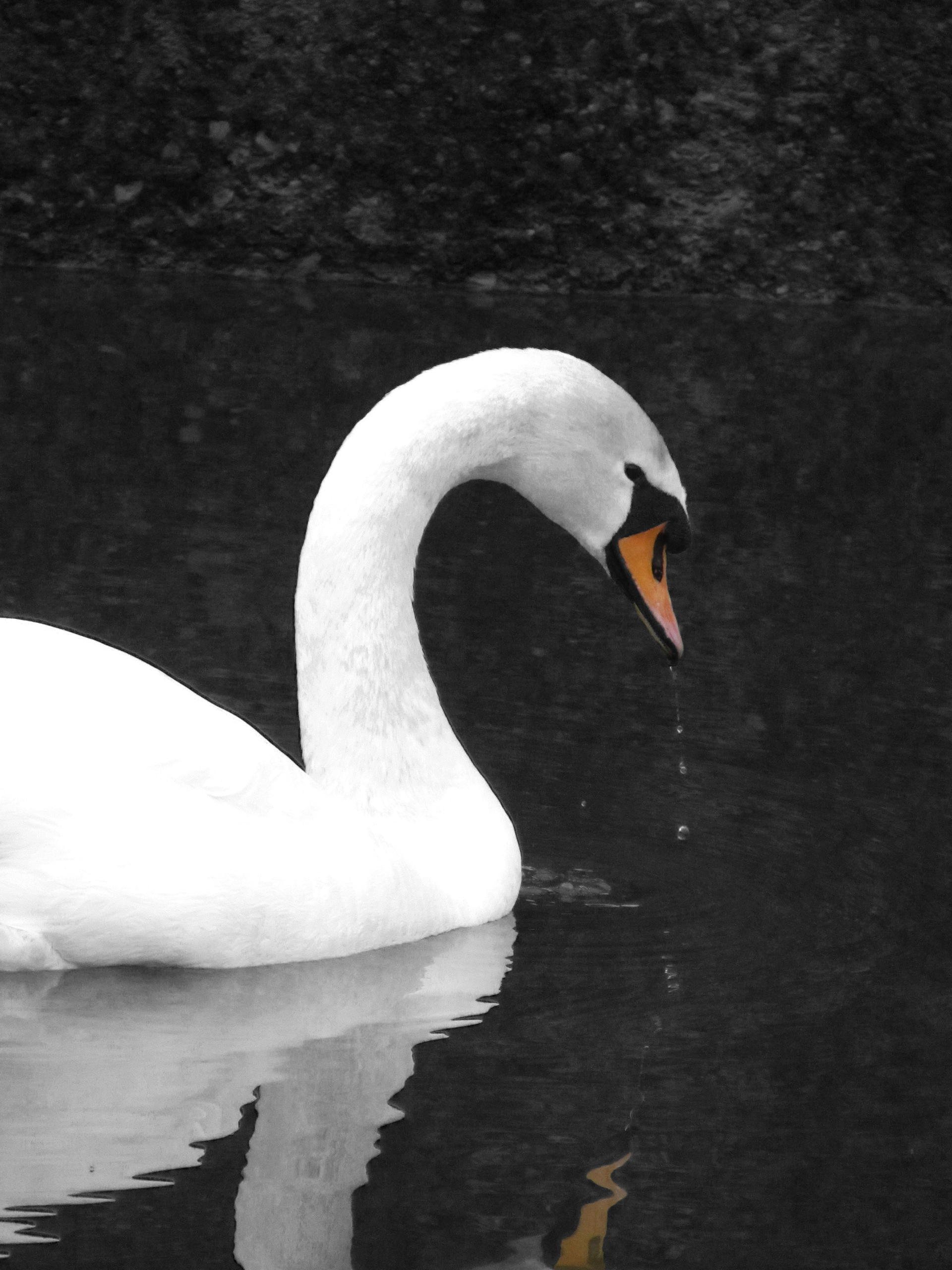 Swan