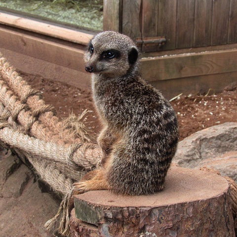 Meerkat