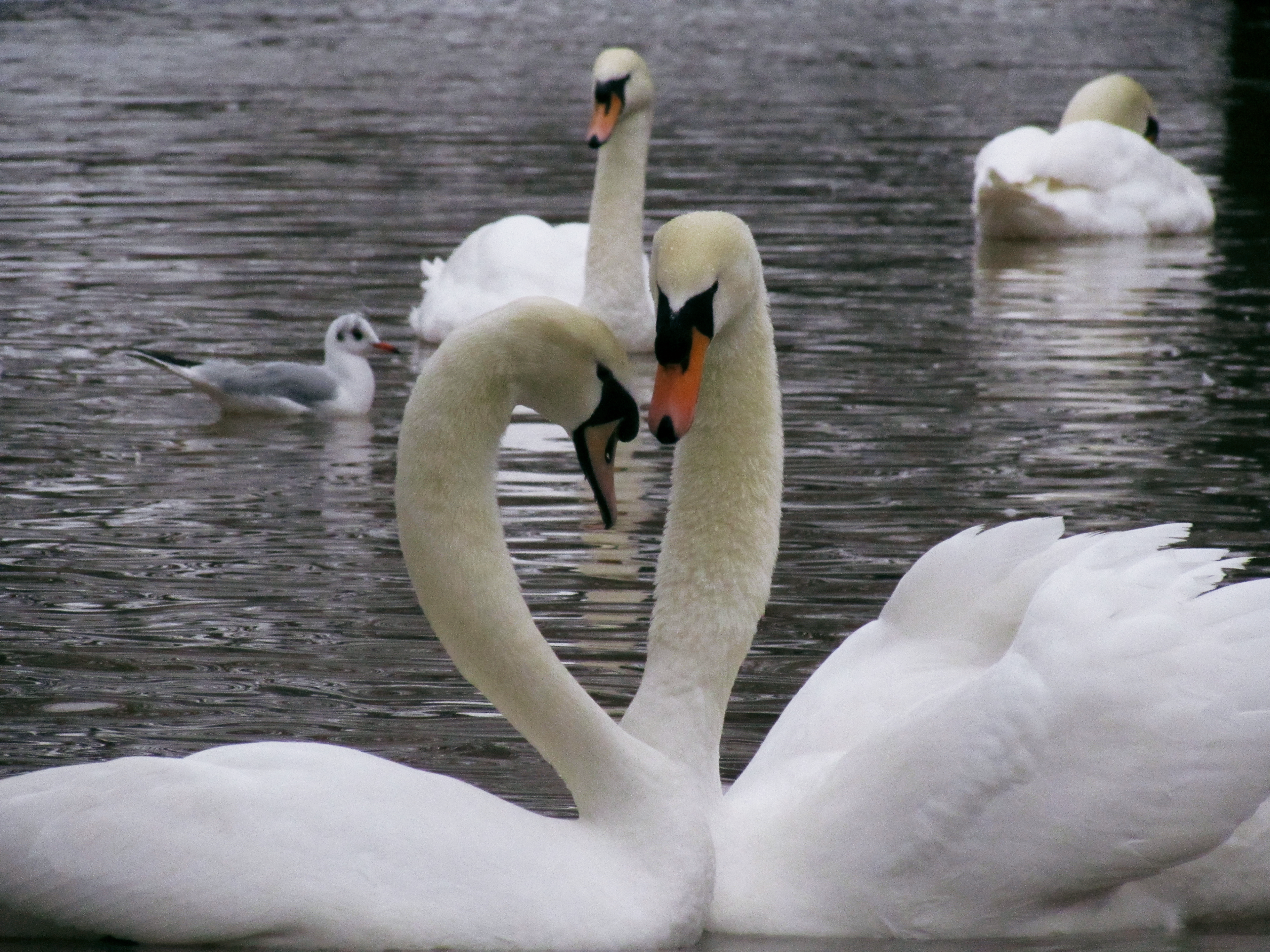 Swans