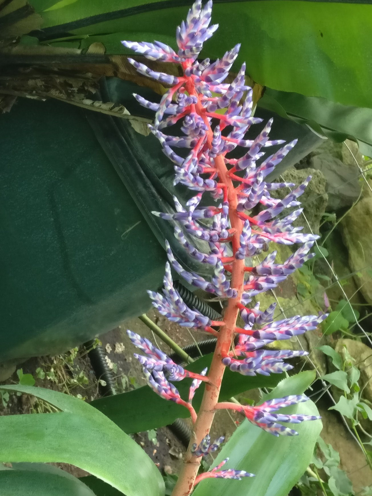 Aechmea 'Blue Tango'