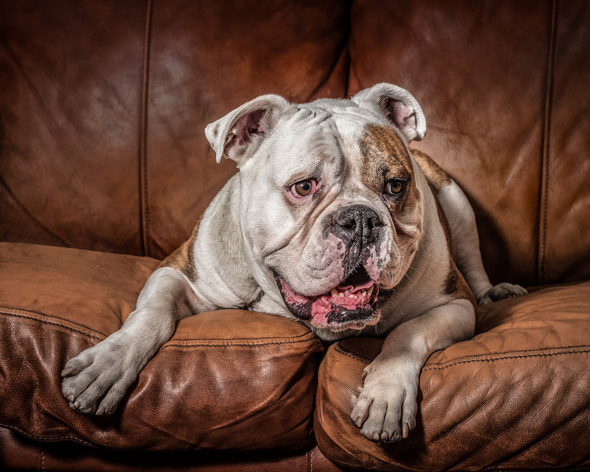Bulldog portrait on leather couch, Carla Scornavacco